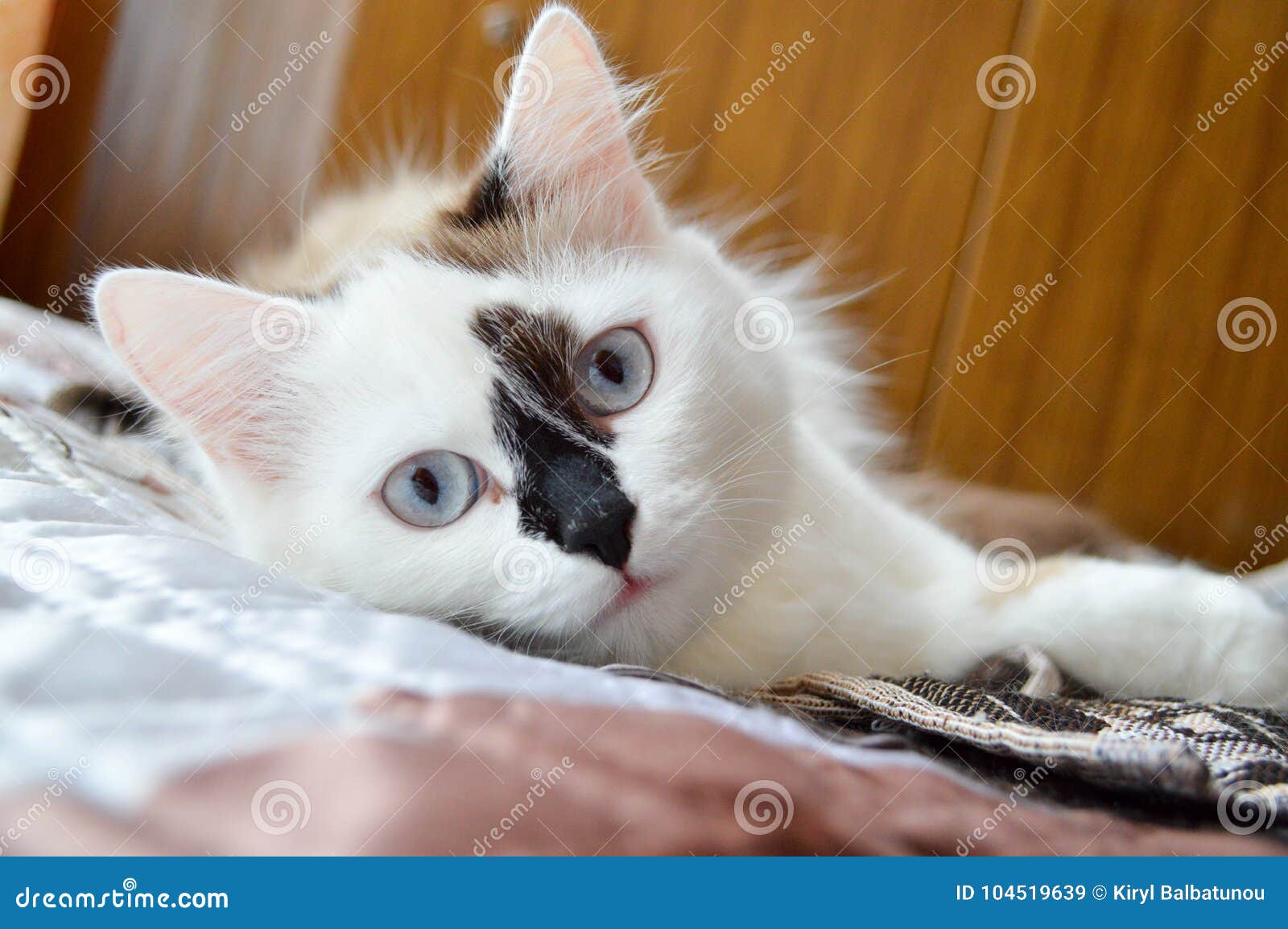 Un Chat Blanc Avec Des Yeux Bleus Et Un Nez Noir Se Trouve Sur Le Lit Clo Image Stock Image Du Yeux Noir Un Chat Blanc Avec Des Yeux Bleus Et Un Nez Noir Se Trouve Sur Le Lit Clo Image Stock Image Du Yeux Noir