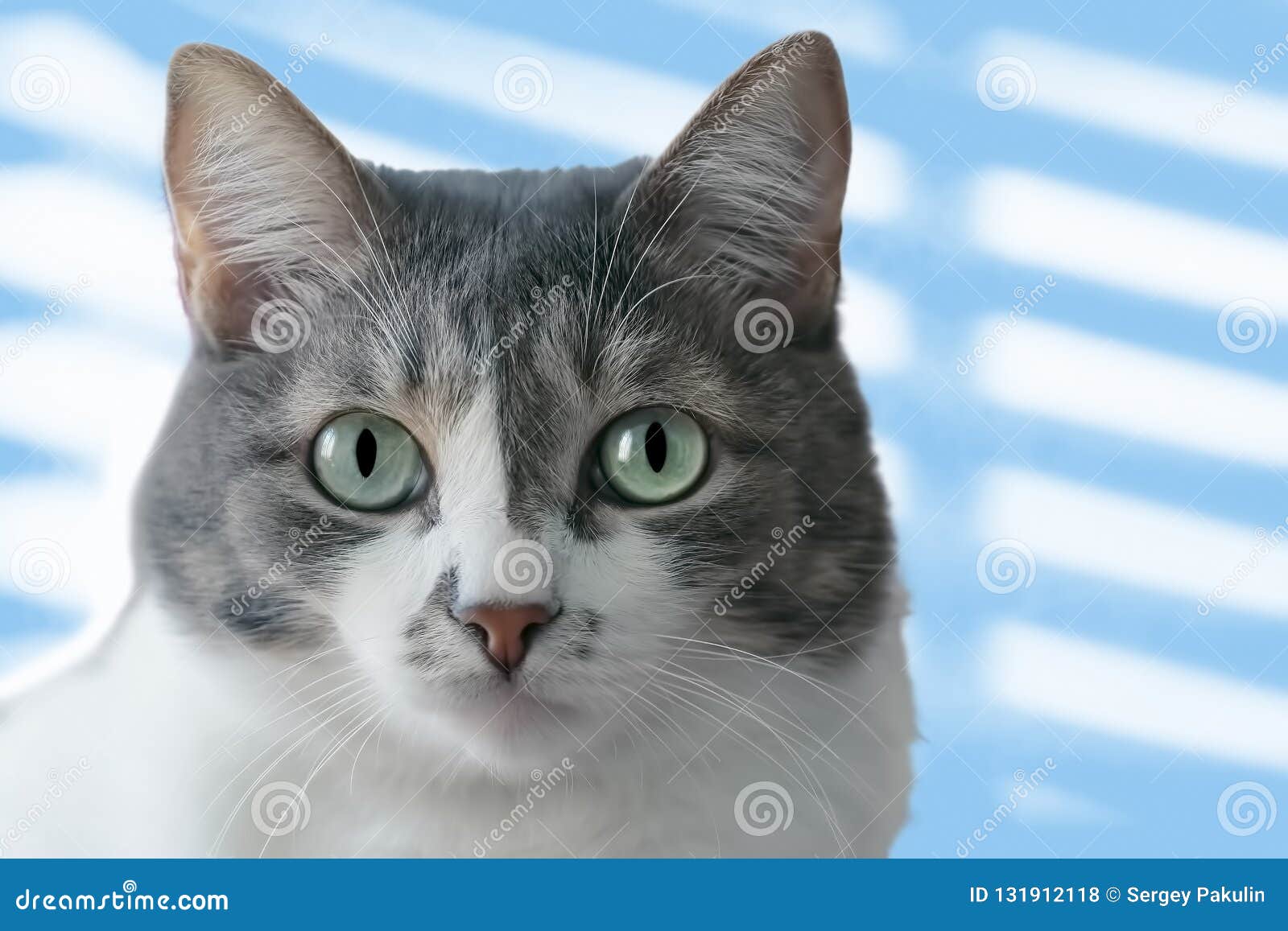 Un Chat Blanc Gris Avec De Grands Yeux D Une Couleur Vert Clair Regarde Dans La Camera Portrait D Un Plan Rapproche D Animal Fami Photo Stock Image Du Pupille Couleur