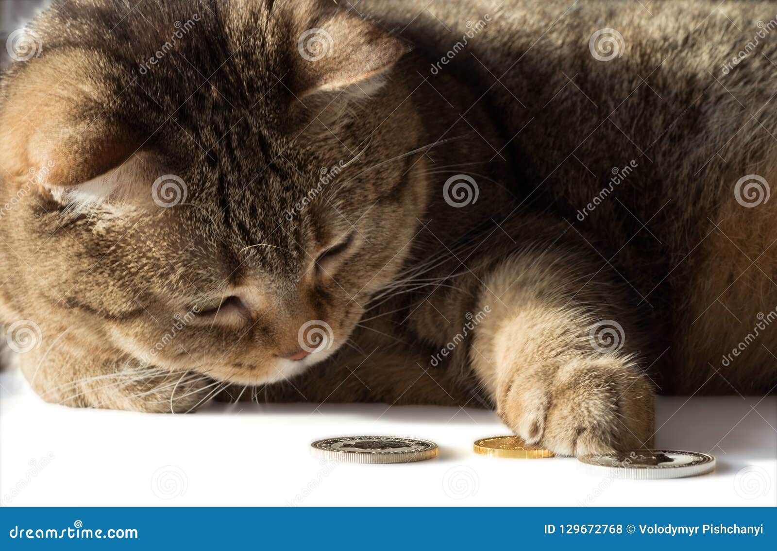 Un Chat Compte Les Pieces D Or Et En Argent Un Chat Riche Photo Stock Image Du Riche Chat Un Chat Compte Les Pieces D Or Et En Argent Un Chat Riche Photo Stock Image Du Riche Chat