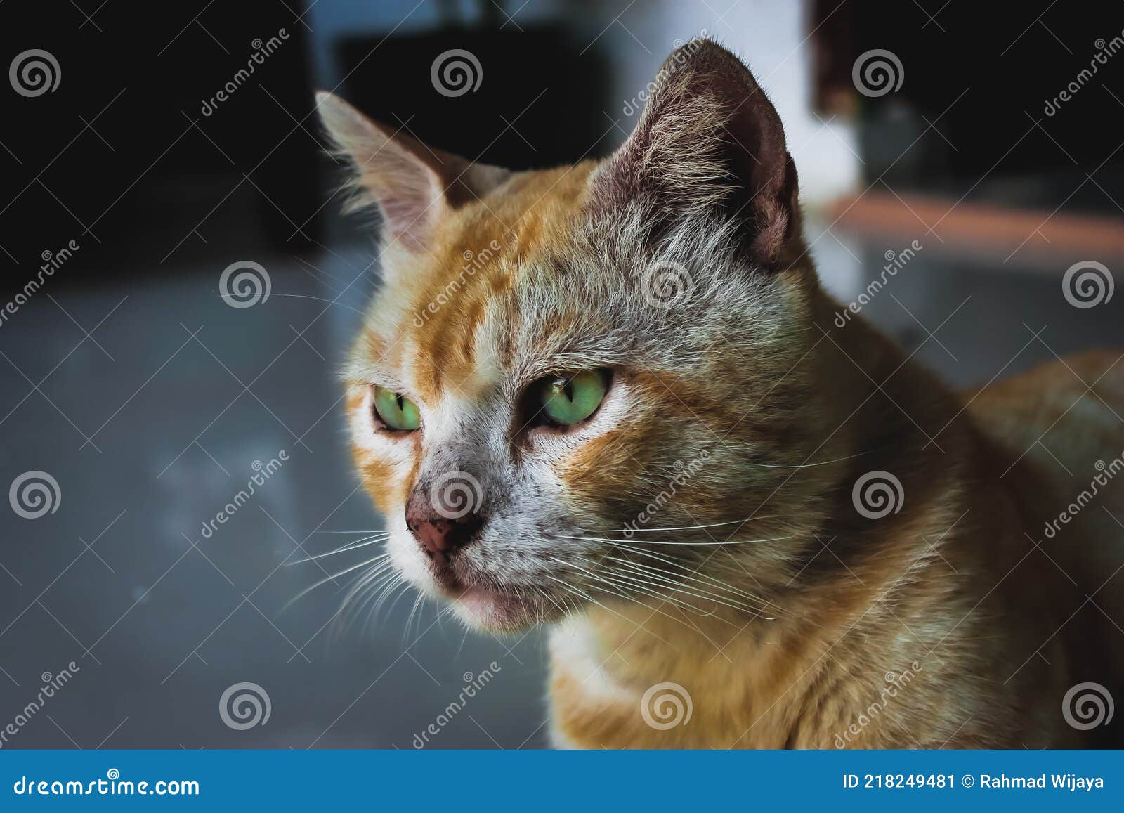 Un Chat De Couleur Jaune Regardant Nettement Dans L Autre Sens Image Stock Image Du Chat Felin