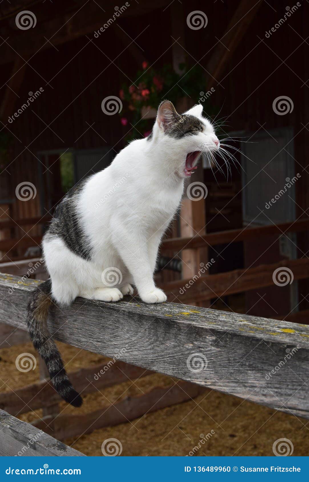 Un chat de maison de baîllement, Bi coloré, blanc et tigré, se reposant sur un bois de construction Une grange à l'arrière-plan