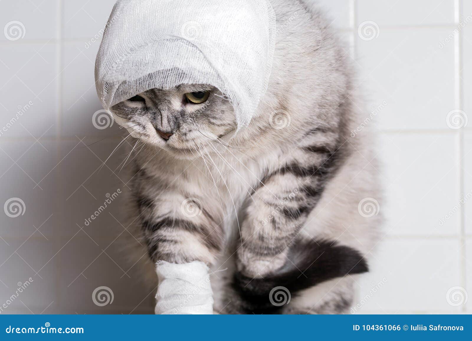 Un Chat Domestique Avec Un Bandage Une Blessure Sur La Tete Et La Patte Photo Stock Image Du Homme Regard Un Chat Domestique Avec Un Bandage Une Blessure Sur La Tete Et La Patte Photo Stock Image Du Homme Regard