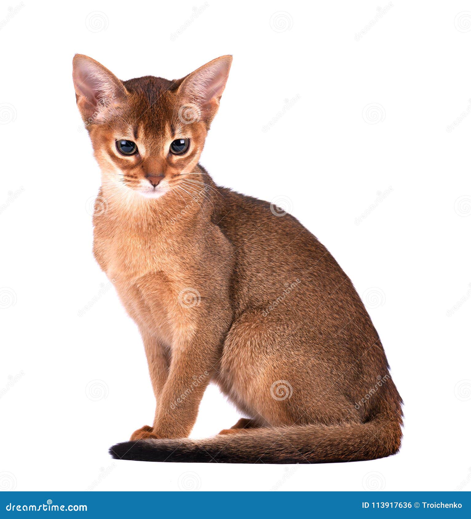 Un Chat Domestique De Race Abyssinienne Avec Les Yeux Jaunes Et Les Cheveux Courts Rouges Se Reposant Sur Le Fond D Isolement Hor Photo Stock Image Du Curieux Abyssinien Un Chat Domestique De Race Abyssinienne Avec Les Yeux Jaunes Et Les Cheveux Courts Rouges Se Reposant Sur Le Fond D Isolement Hor Photo Stock Image Du Curieux Abyssinien