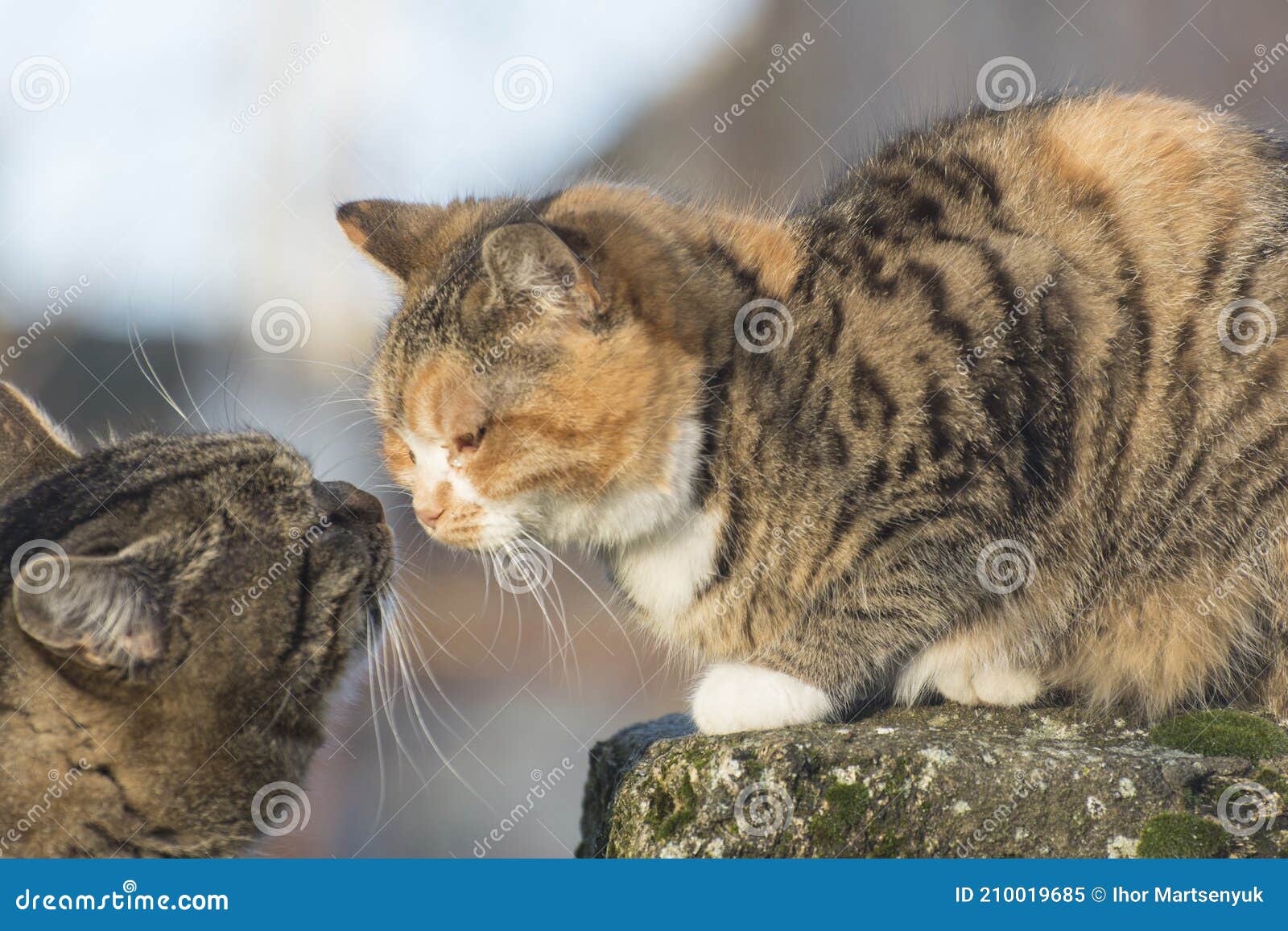 Un Chat Et Un Chat Pendant La Saison D Accouplement Chats Errants Dans La Rue Image Stock Image Du Infidelite Pouvoir
