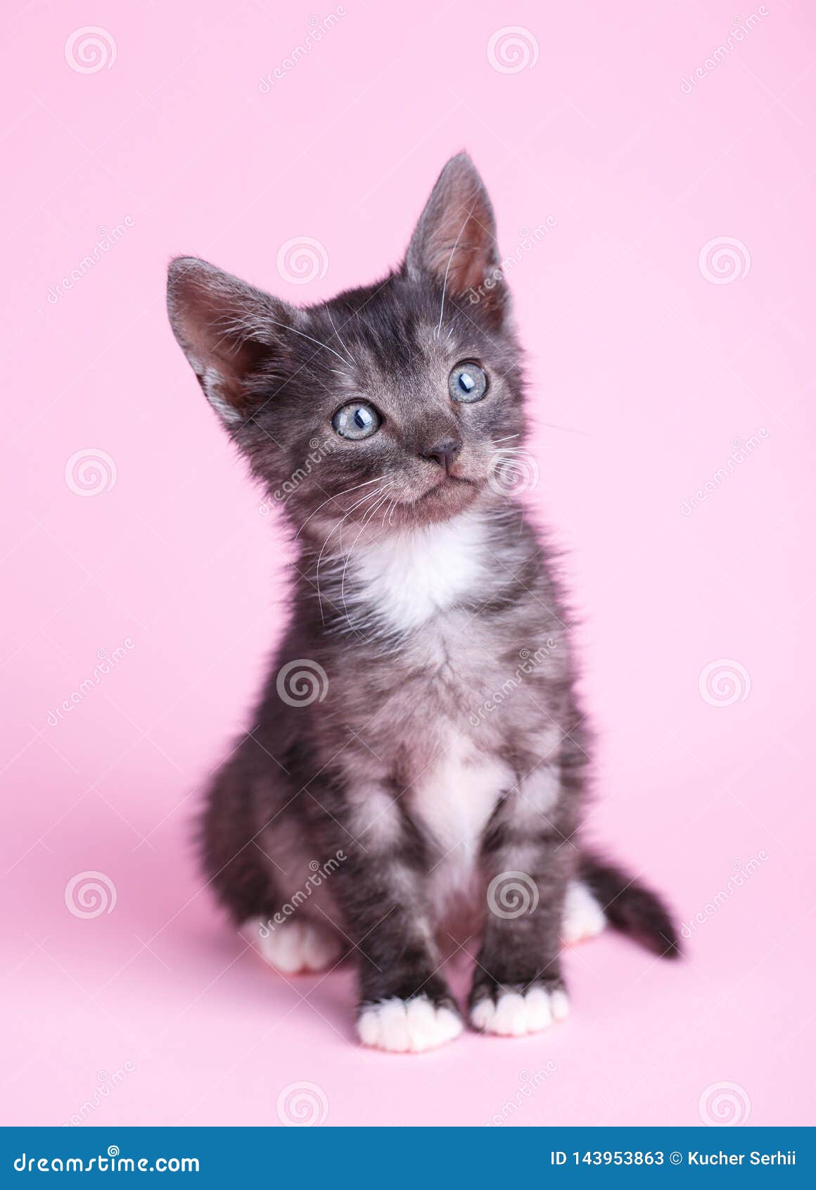Un Chat Gris Avec Les Chaussettes Blanches Recherche Image Stock Image Du Avec Recherche Un Chat Gris Avec Les Chaussettes Blanches Recherche Image Stock Image Du Avec Recherche
