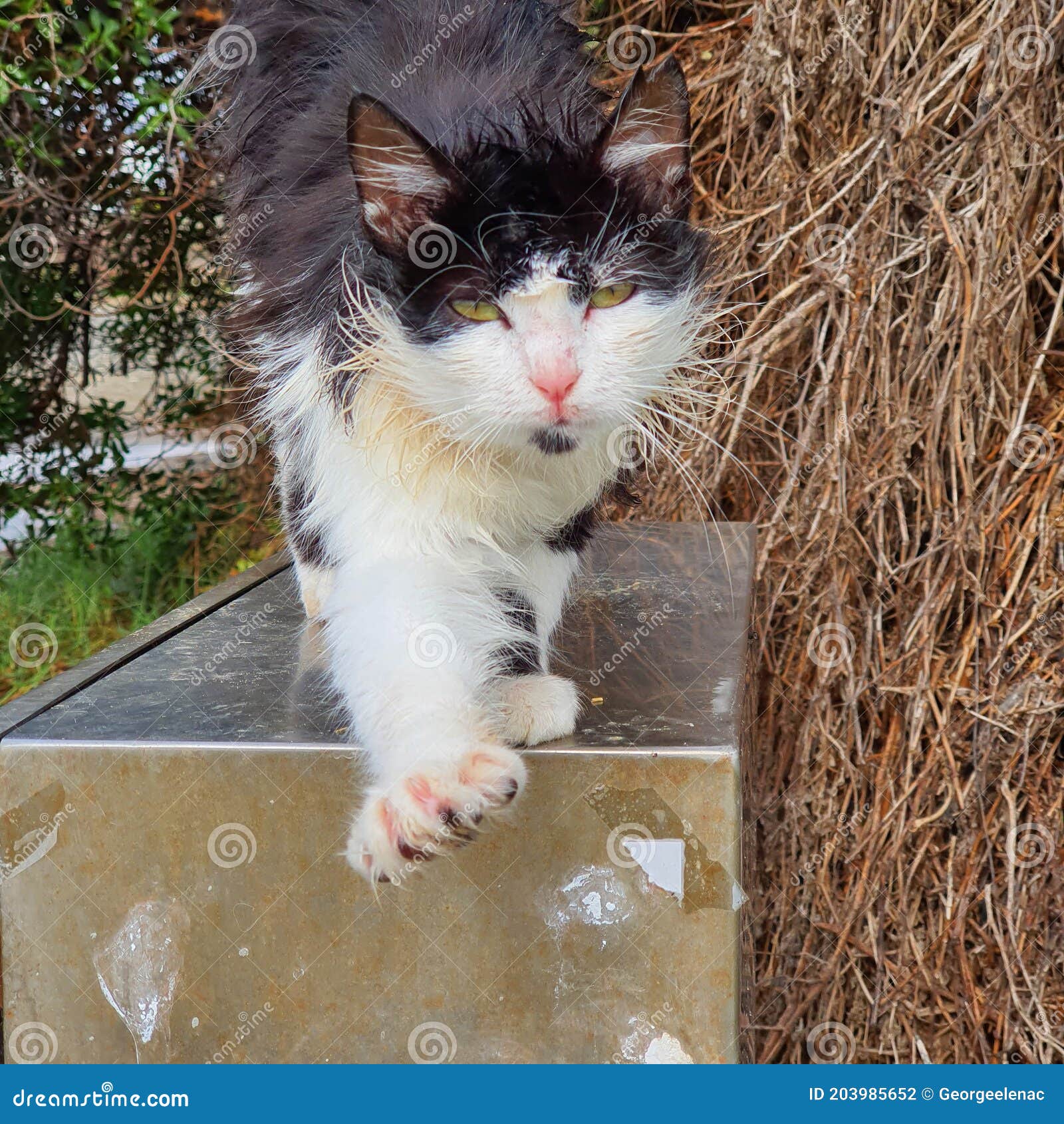 4 477 Chat Sous La Pluie Photos Libres De Droits Et Gratuites De Dreamstime 4 477 Chat Sous La Pluie Photos Libres De Droits Et Gratuites De Dreamstime