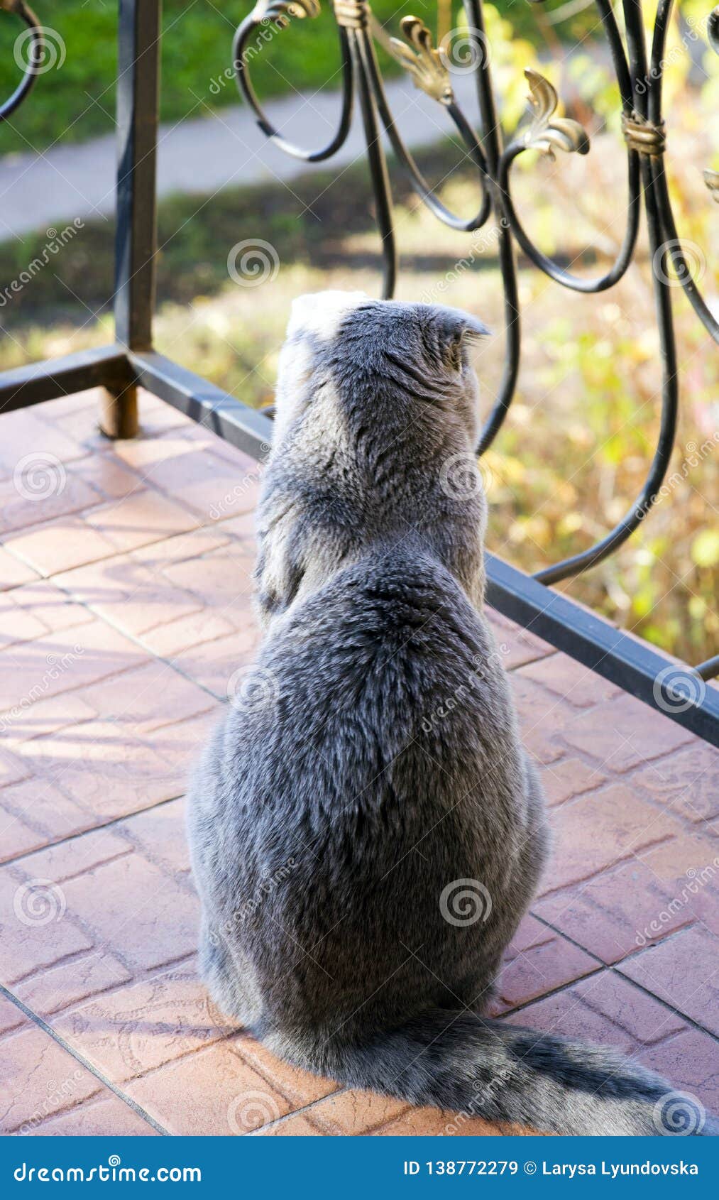 Un Chat Mignon Se Repose Sur Le Balcon Avec Une Barriere En Fer Forge Avec Un Jour Chaud D Automne Et Regarde Sur La Rue Veut Ma Image Stock Image Du Gris Un Chat Mignon Se Repose Sur Le Balcon Avec Une Barriere En Fer Forge Avec Un Jour Chaud D Automne Et Regarde Sur La Rue Veut Ma Image Stock Image Du Gris