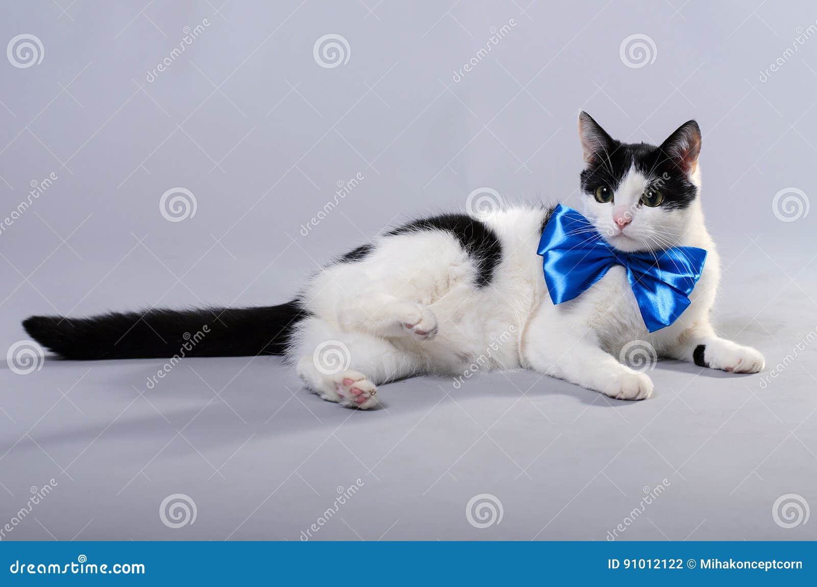 Un Chat Noir Et Blanc Porte Un Noeud Papillon Bleu Photo Stock