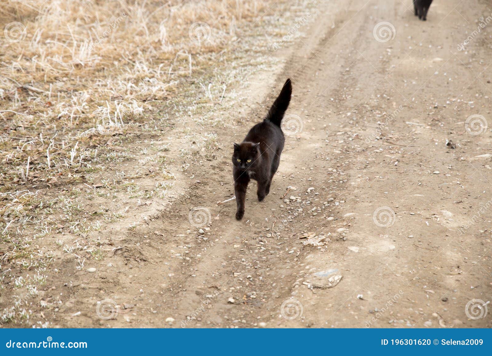 4 606 Chat Noir De Marche Photos Libres De Droits Et Gratuites De Dreamstime