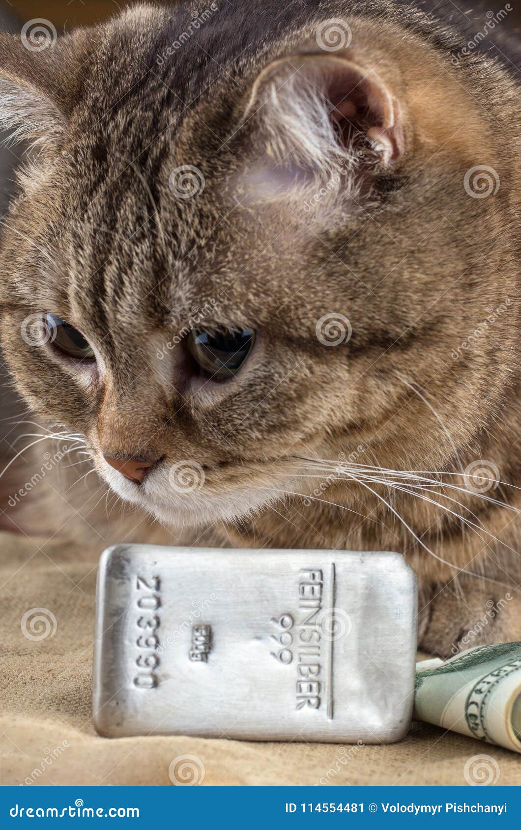 Un Chat Riche Tete Du S De Chat Pres Des Dollars D Argent En Lingot Et D Argent Liquide Photo Editorial Image Du Lingot Liquide Un Chat Riche Tete Du S De Chat Pres Des Dollars D Argent En Lingot Et D Argent Liquide Photo Editorial Image Du Lingot Liquide