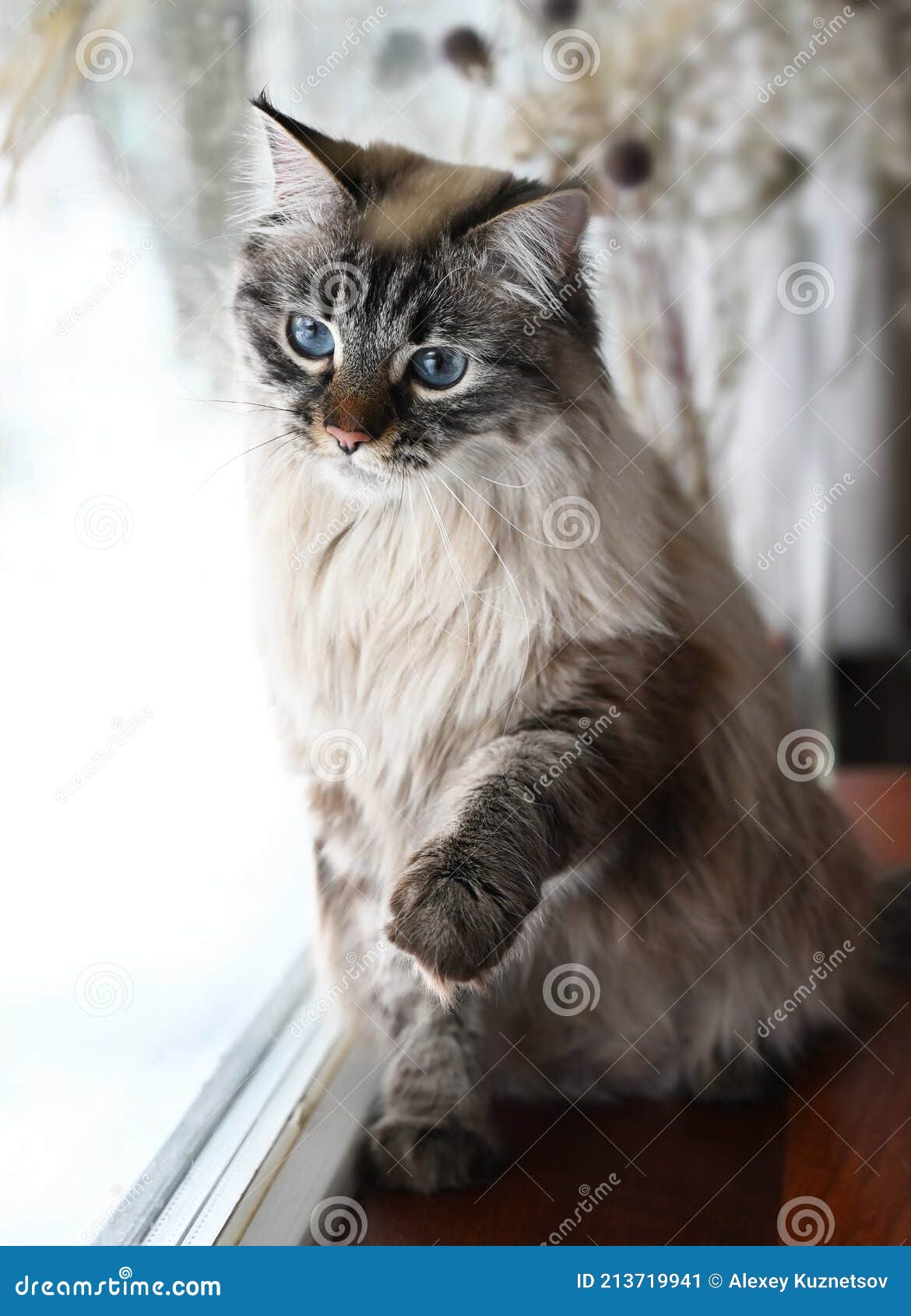 Un Chat Siberien Pure Race Est Assis Pres De La Fenetre Image Stock Image Du Seance Gris