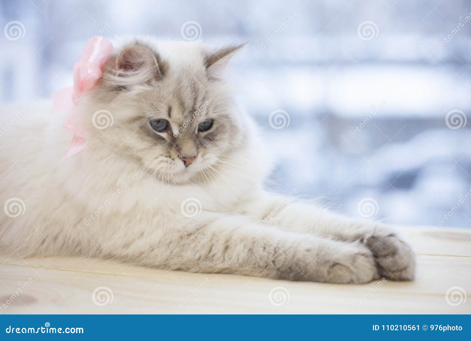 Un Chat Siberien Sur Un Filon Couche De Fenetre Image Stock Image Du Chat Couche