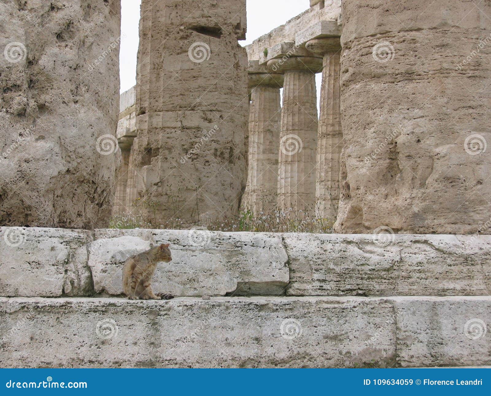 Un Chat Tigre Dans Des Temples D Un Grec Ancien A Paestum En Italie Image Stock Image Du Destination Hera Un Chat Tigre Dans Des Temples D Un Grec Ancien A Paestum En Italie Image Stock Image Du Destination Hera