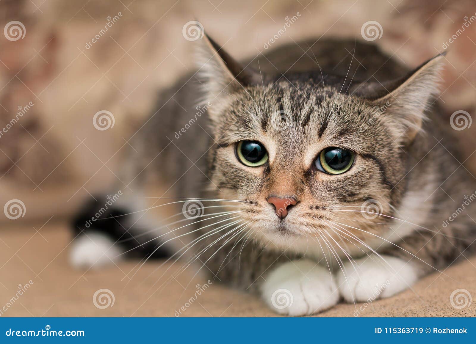 Un Chat Tigre Triste Avec Des Pattes Blanches Et Une Moustache Image Stock Image Du Kitty Domestique