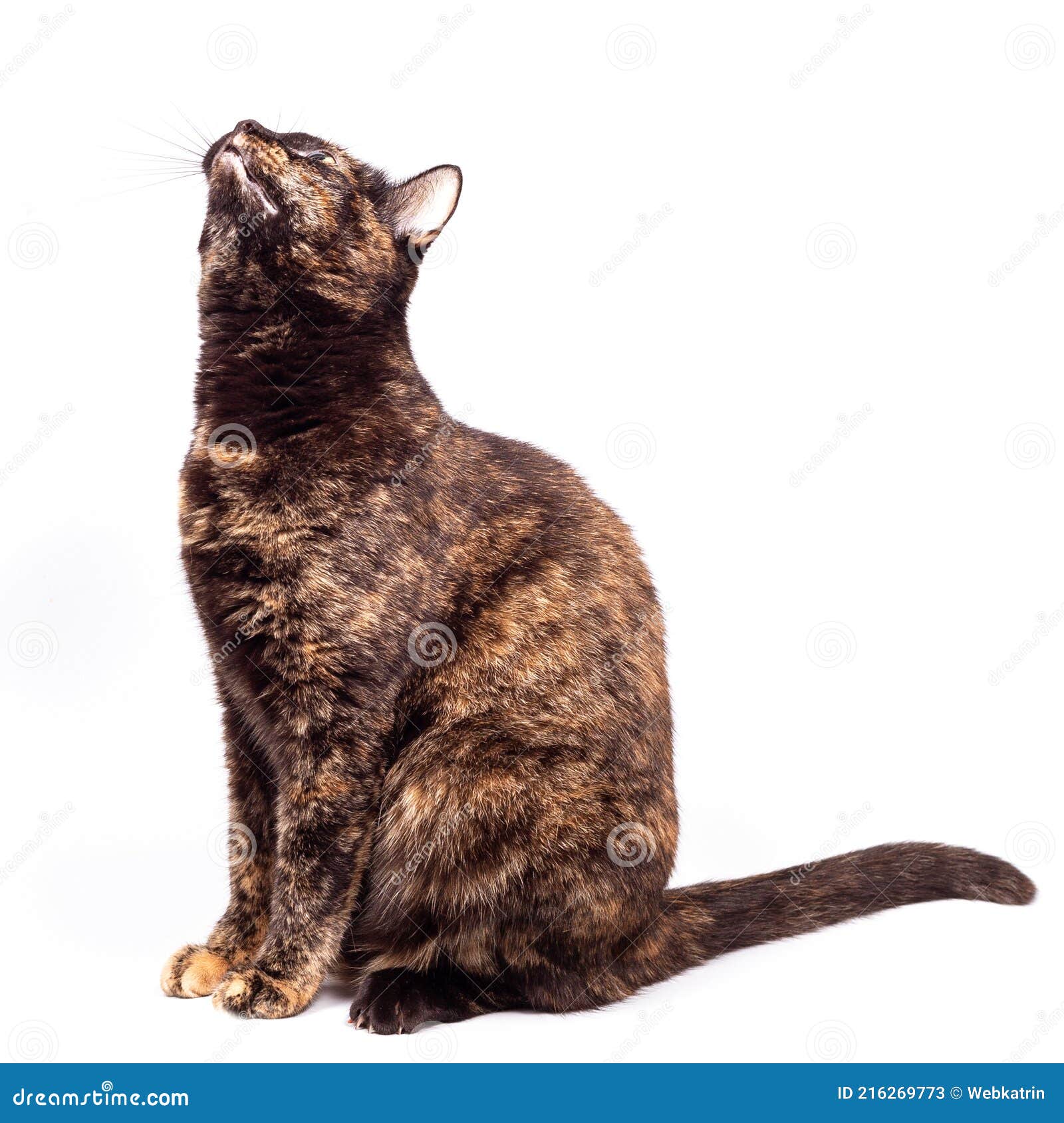 Le Chat Animal De Compagnie Greeneyed Tortoiseshell Prend Une