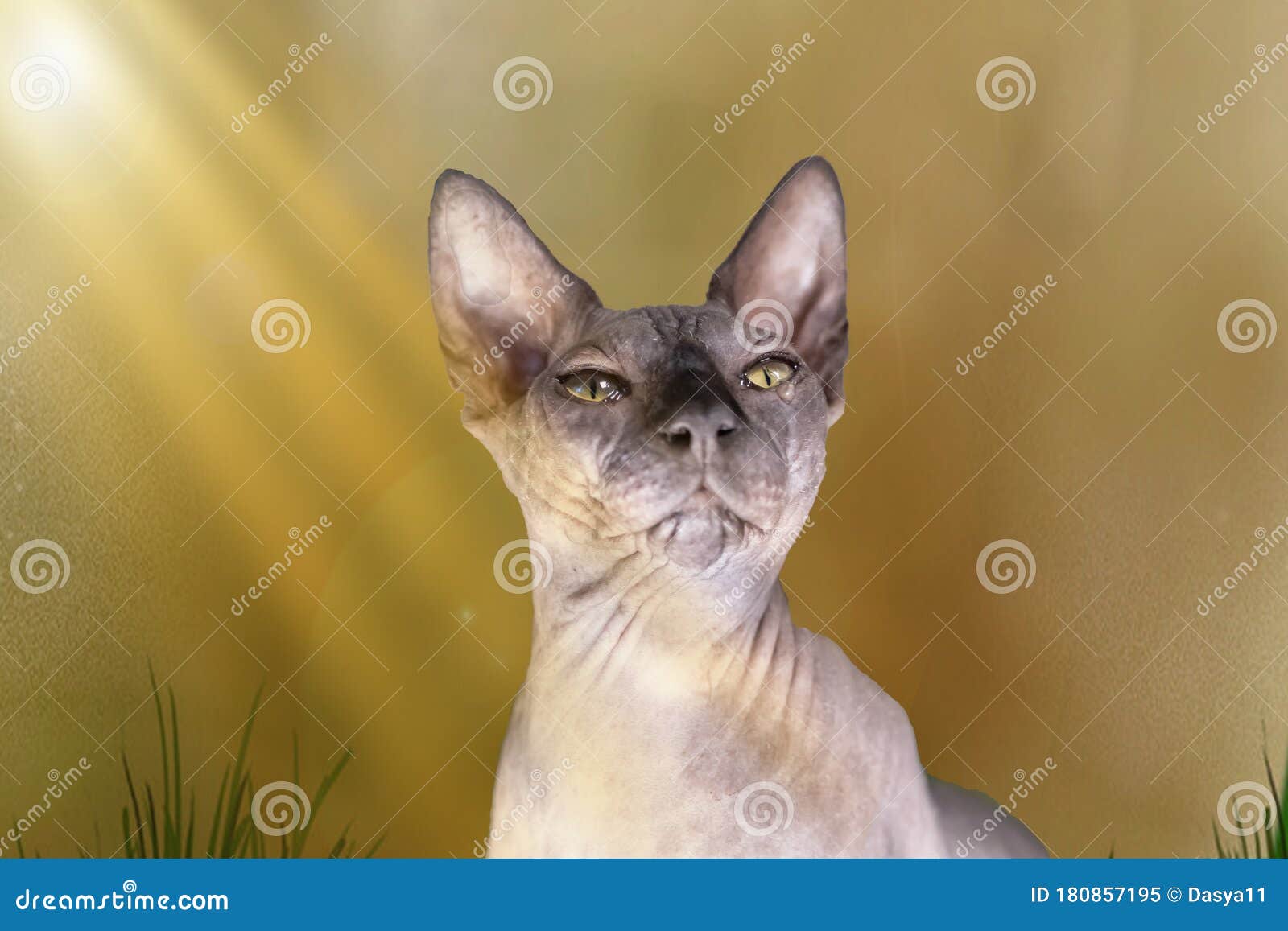 Un Chat Triste Il Pleure Sphinx A L Interieur Avec Une Larme Dans Sa Photo Composee De L Oeil Avec Le Soleil Jaune Et Or De Couleu Image Stock Image Du Indoors Personne Un Chat Triste Il Pleure Sphinx A L Interieur Avec Une Larme Dans Sa Photo Composee De L Oeil Avec Le Soleil Jaune Et Or De Couleu Image Stock Image Du Indoors Personne