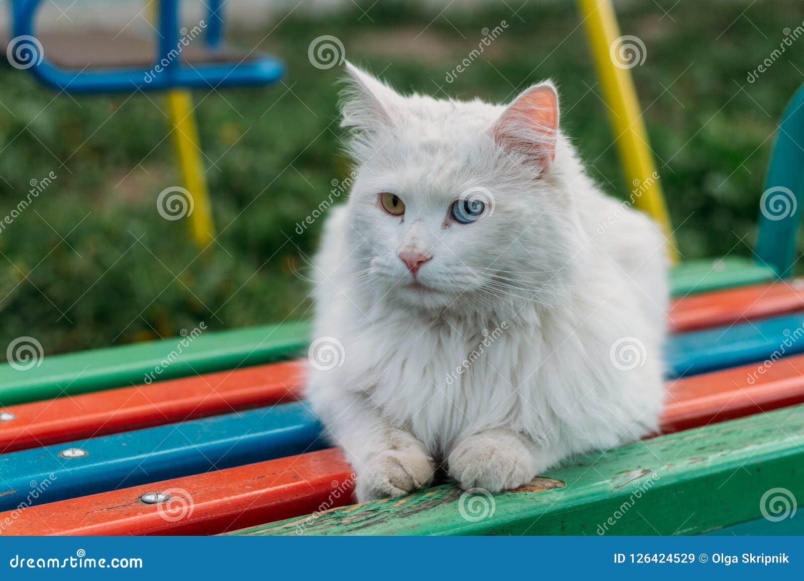 Un Chaton Blanc Mignon Avec Différents Yeux Colorés Chat