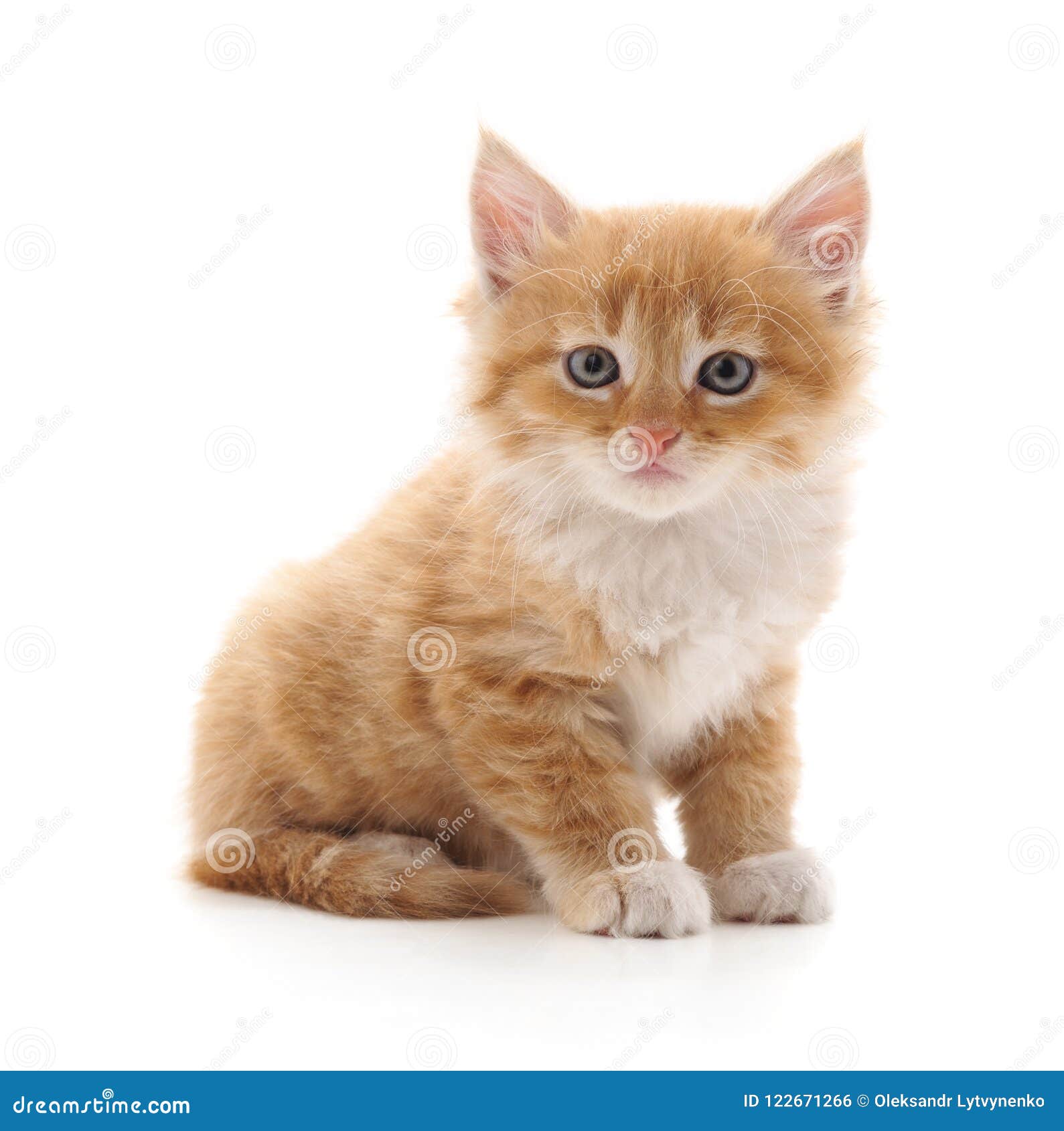 Un Chaton Brun Photo Stock Image Du Blanc Studio Brun