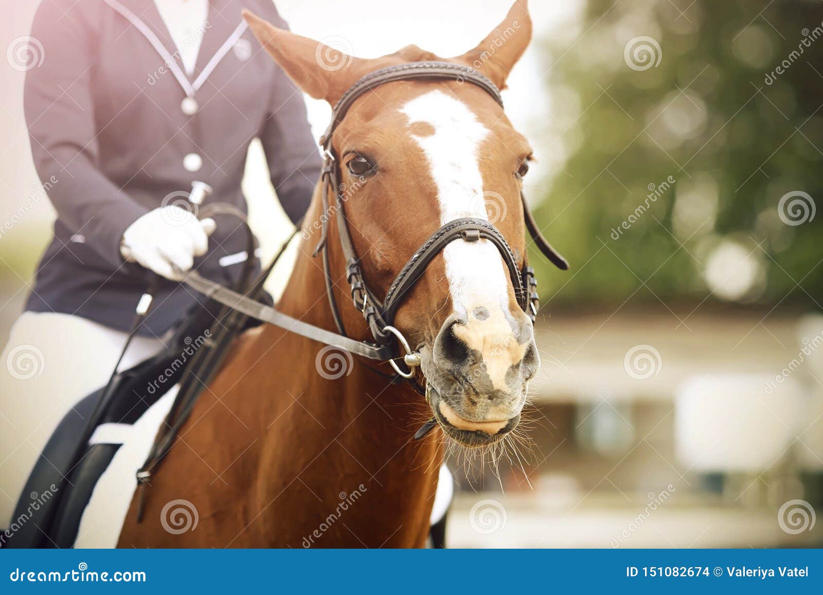 Équipement Dressage cheval