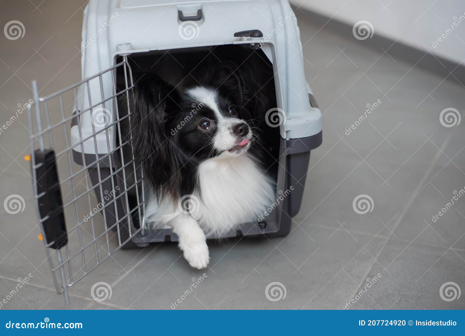 Un Chien Dans Une Boîte Pour Voyager En Toute Sécurité. Papillon