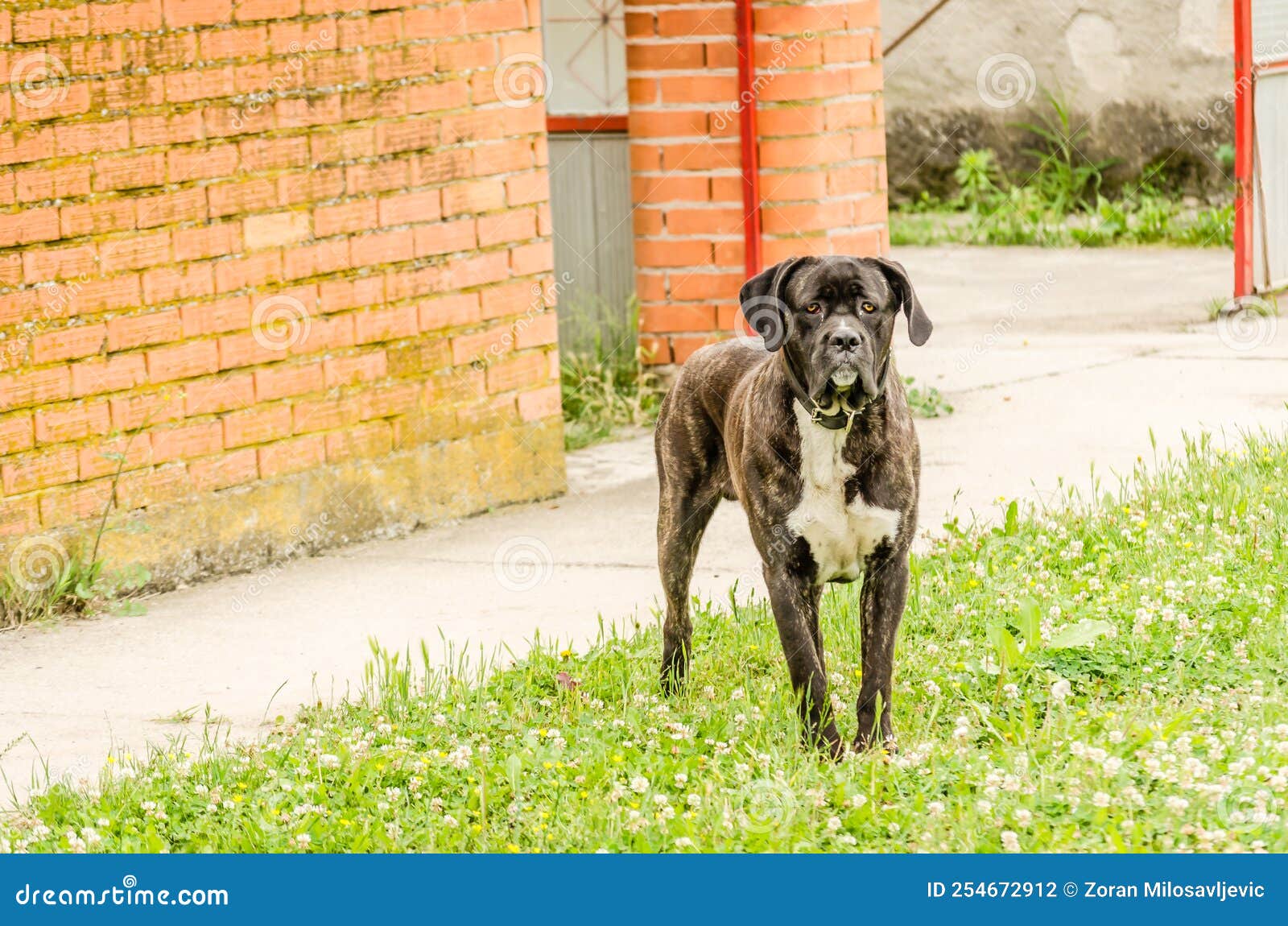 Un Chien Devant La Porte Ouverte Du Foyer Photo stock - Image du amis,  crabot: 254672912