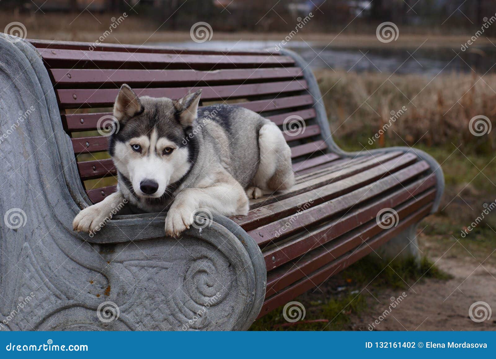 Les Races De Chiens