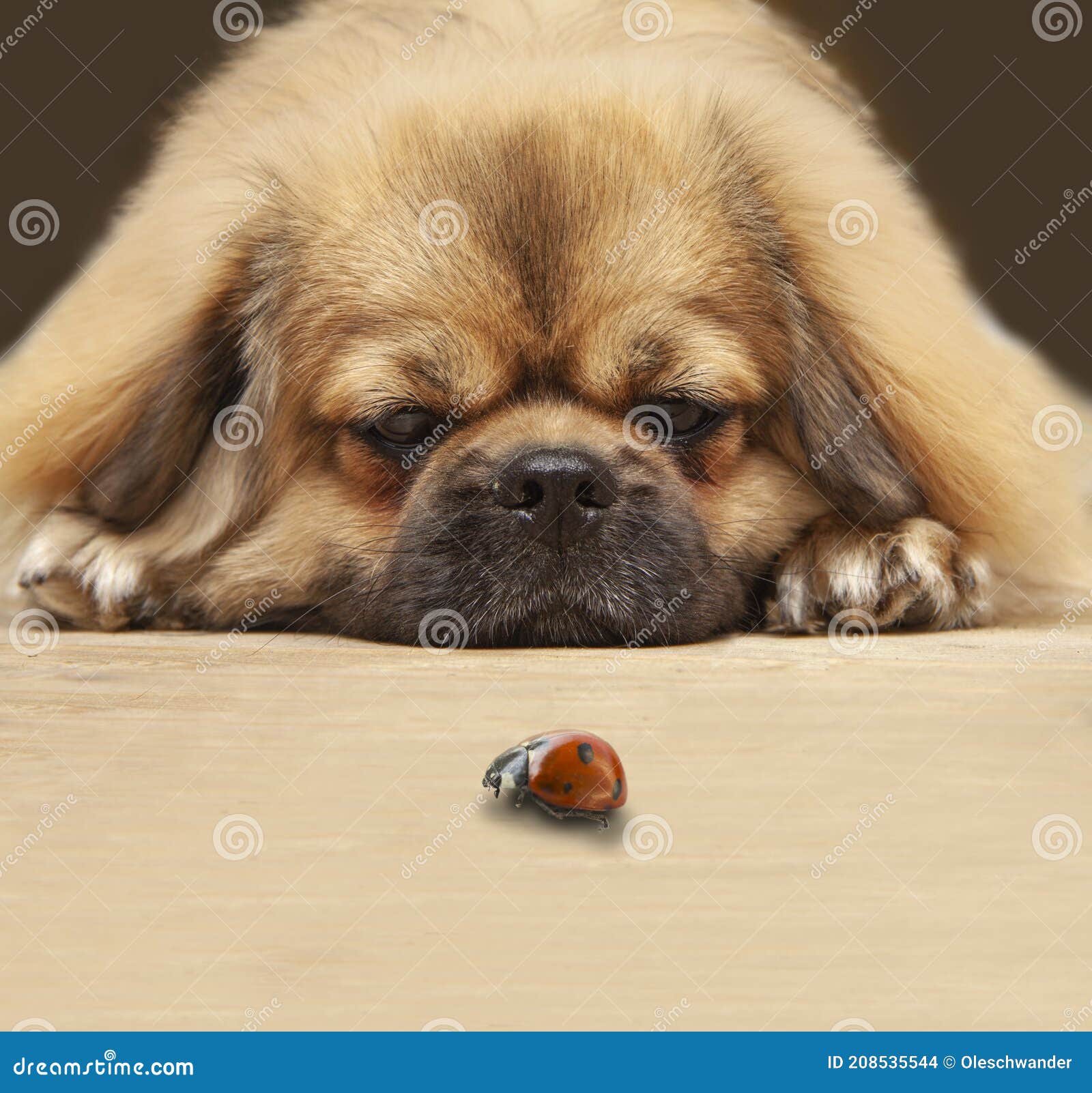 Un Chien Poilu Mignon Relève La Tête Sur Un Parquet Et Regarde Une 