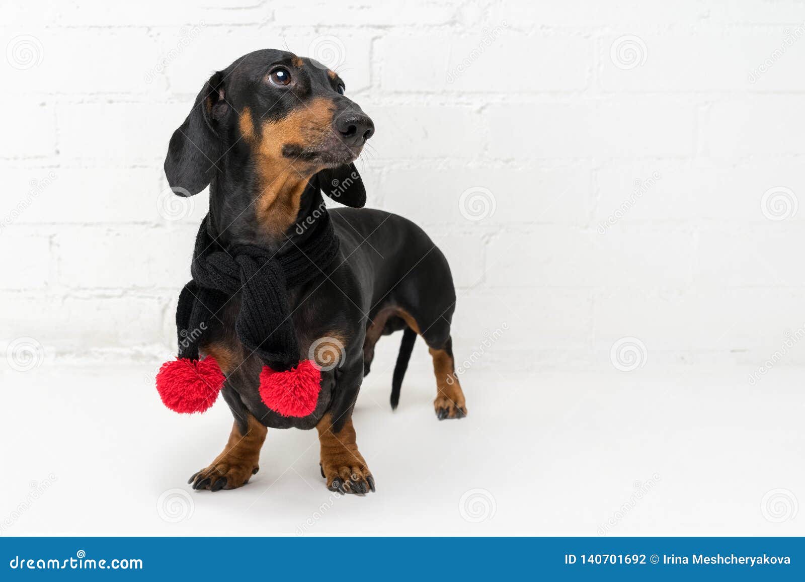 La Race De Chien De Chasse Le Setter Gordon