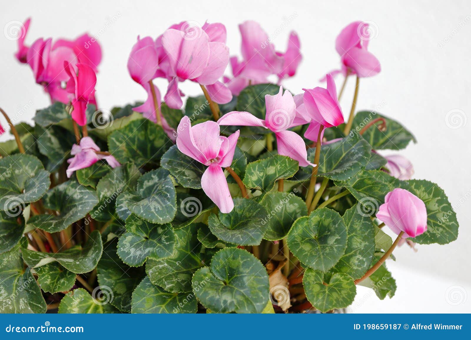 Un Ciclamen Bonito En Una Maceta De Flores Imagen de archivo - Imagen de  blanco, fondo: 198659187