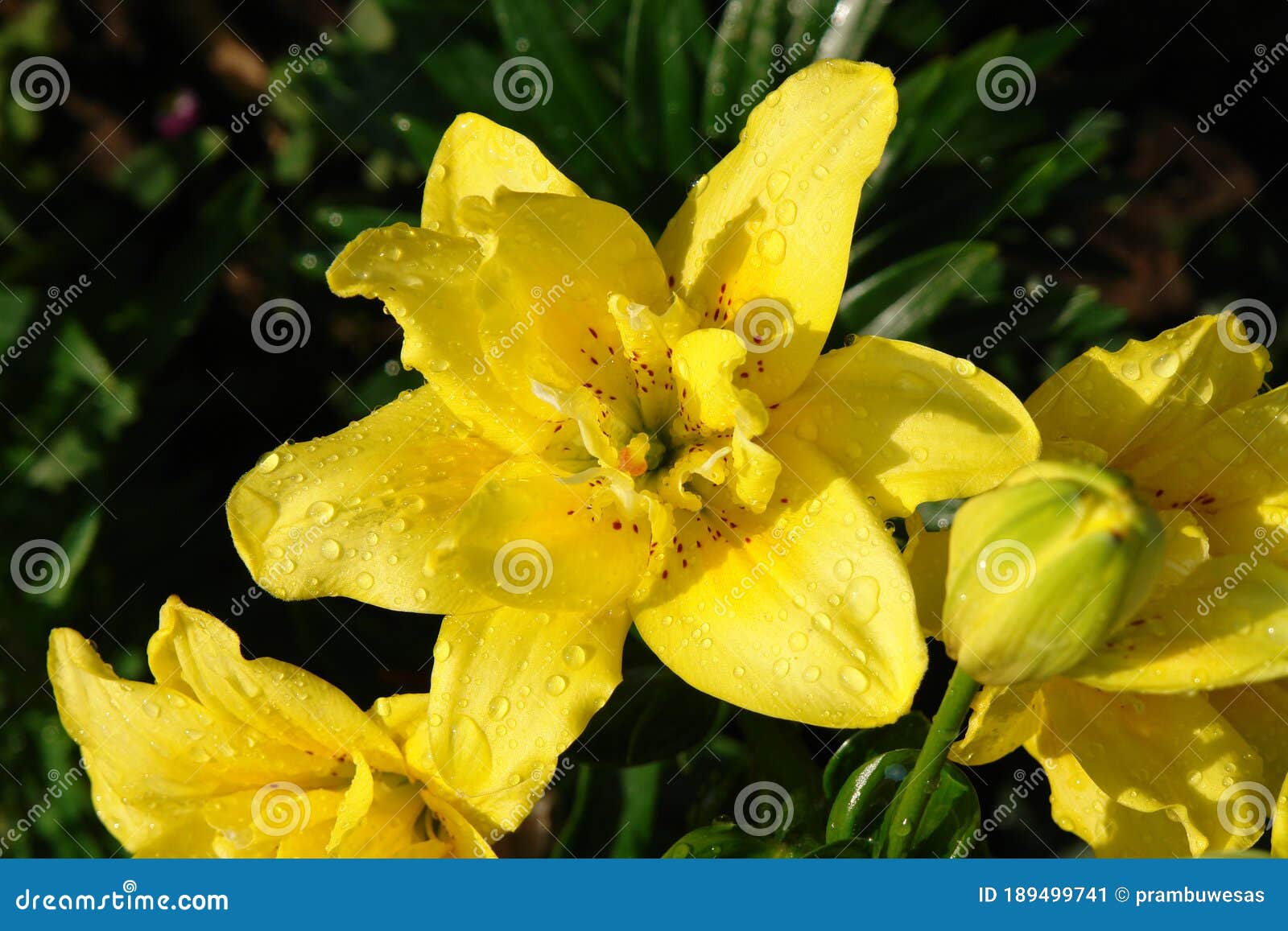 Un Cierre De La Flor De Lirio Doble Amarillo De La Variedad Fata Morgana  Imagen de archivo - Imagen de crecimiento, verano: 189499741