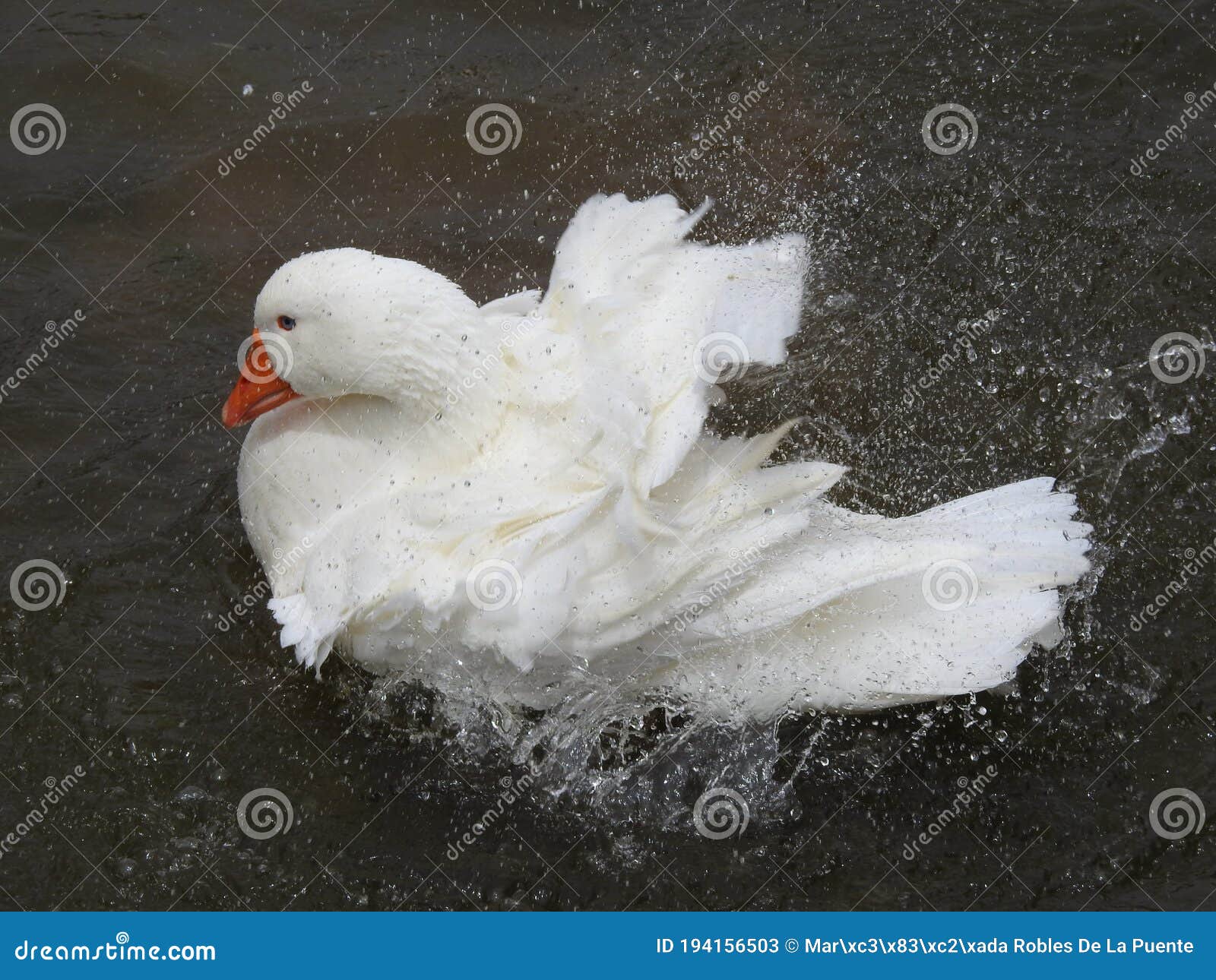 un cisne blanco refrescÃÂ¡ndose del calor