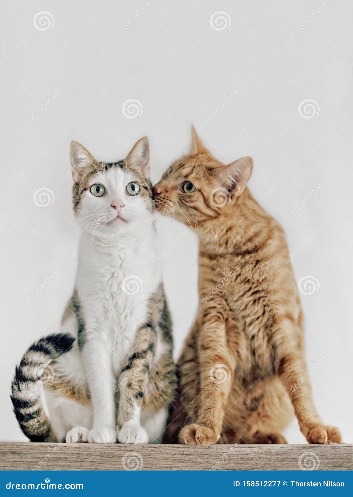 Un Couple De Chats Tombant Amoureux Image Stock Image Du Oeil Concepts Un Couple De Chats Tombant Amoureux Image Stock Image Du Oeil Concepts