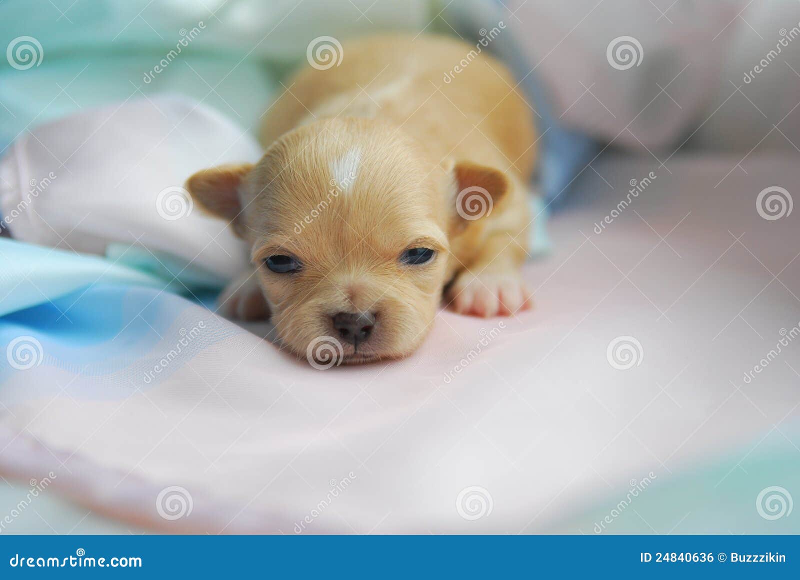 Un cucciolo appena nato fotografia stock. Immagine di chiusura 24840636