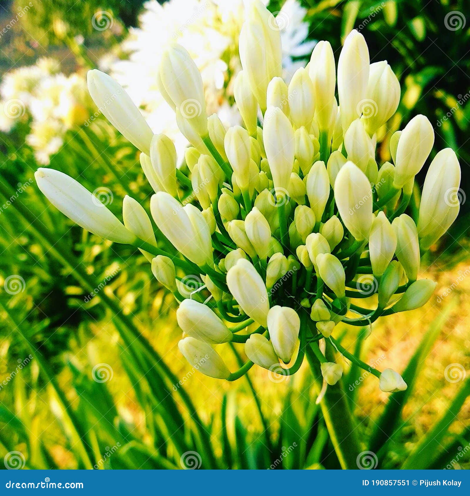 Un De La Fleur Blanche La Plus Belle De L'Inde Image stock - Image du  besoins, blanc: 190857551