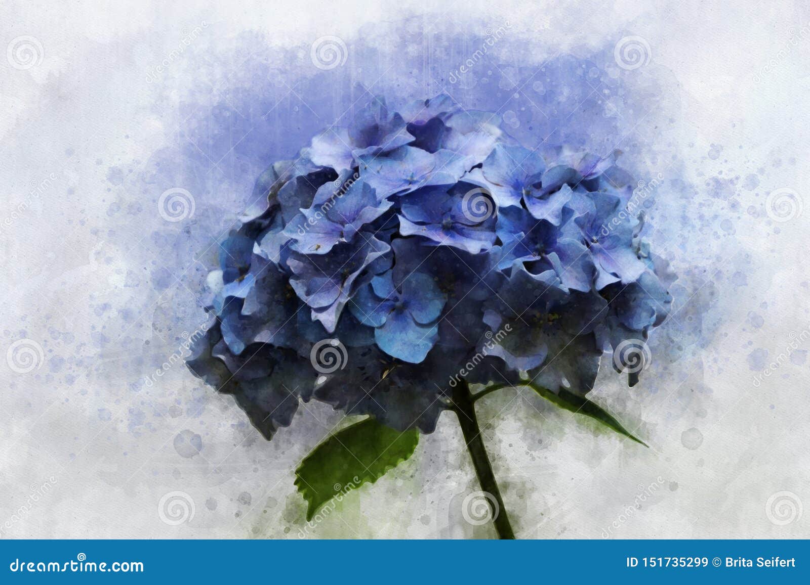 Un Dessin D'aquarelle D'un Macrophylla Bleu Simple D'hortensia De Hortensia,  Style De Cru, Art Botanique Illustration Stock - Illustration du brillant,  nature: 151735299