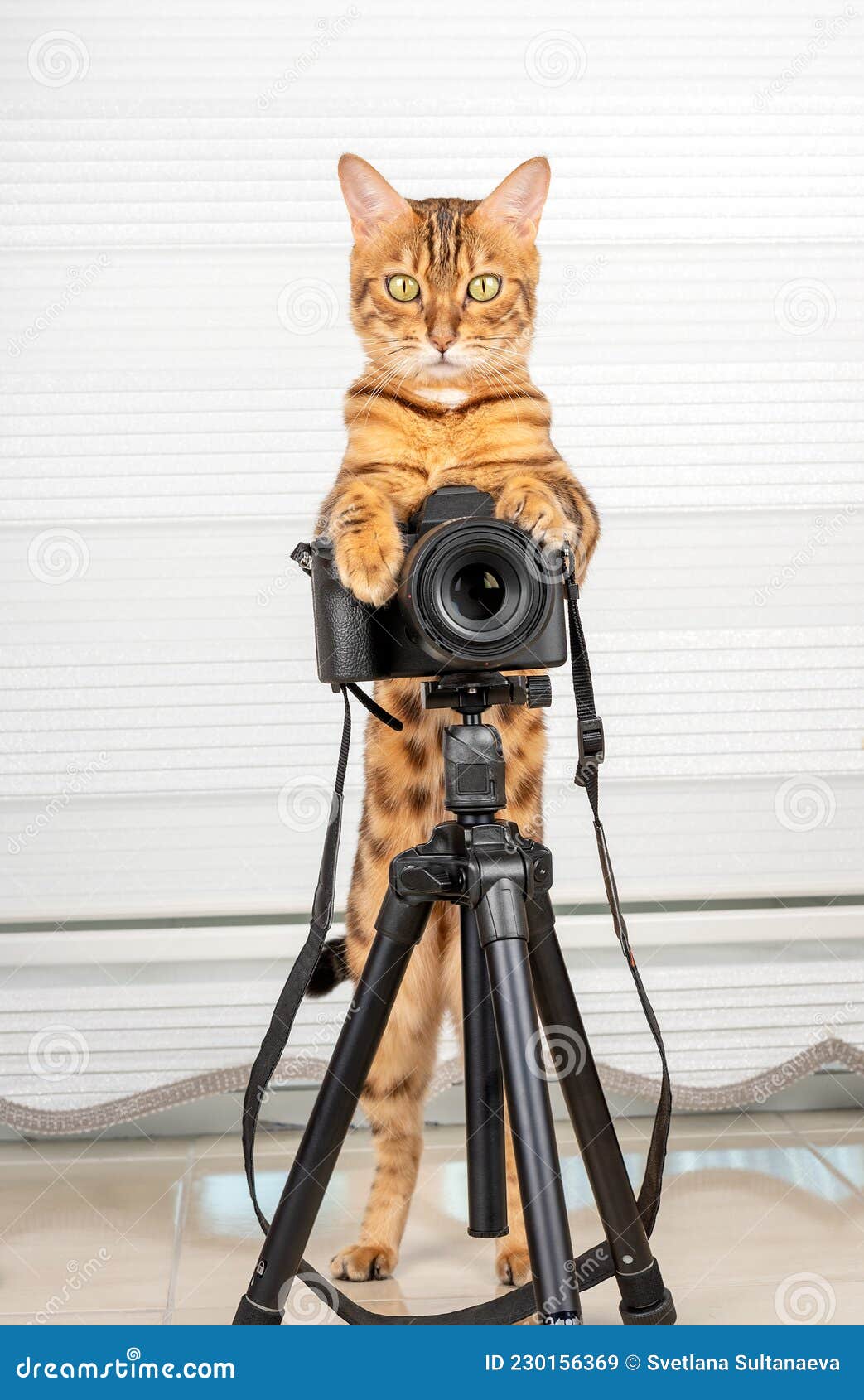 Un Drôle De Chat Domestique Prend Des Photos Avec Une Caméra Slr