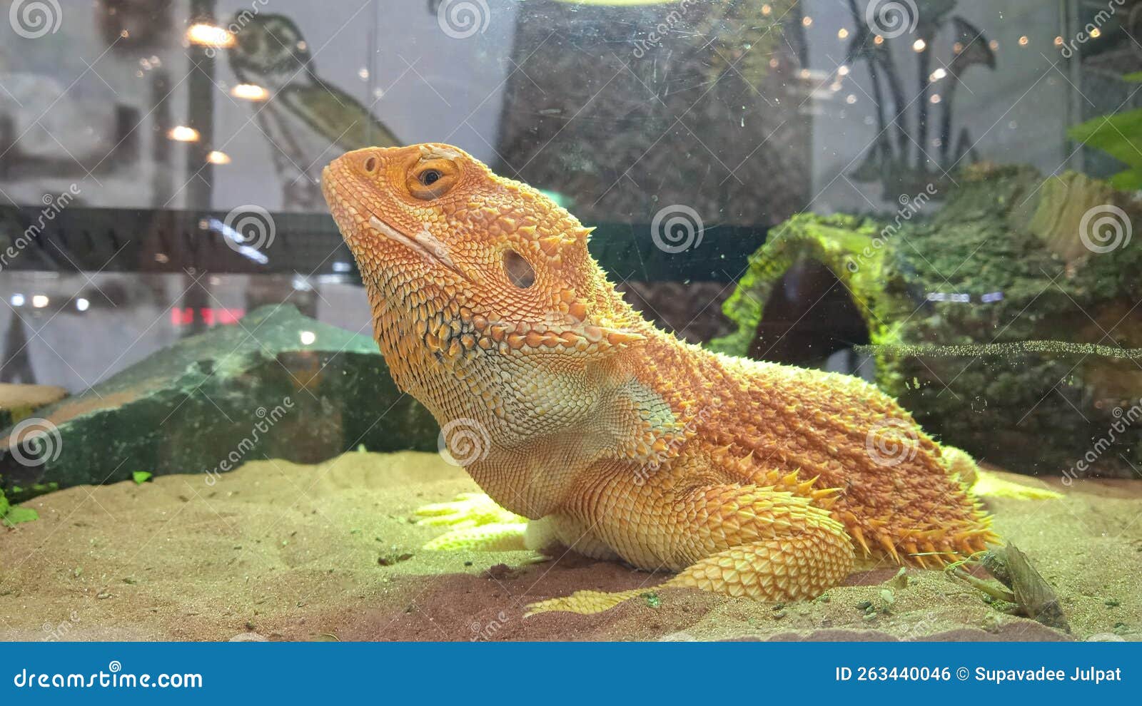 Un dragon à barbe photo stock. Image du sable, reptile - 263440046