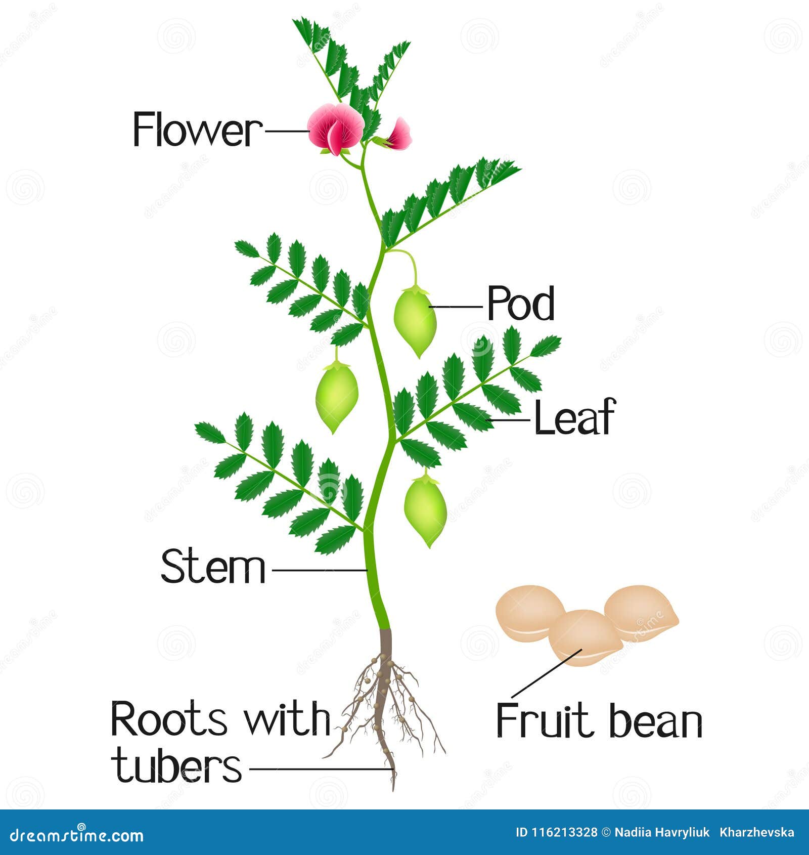 Un Ejemplo Que Representa Partes De Garbanzos De Una Planta Ilustración