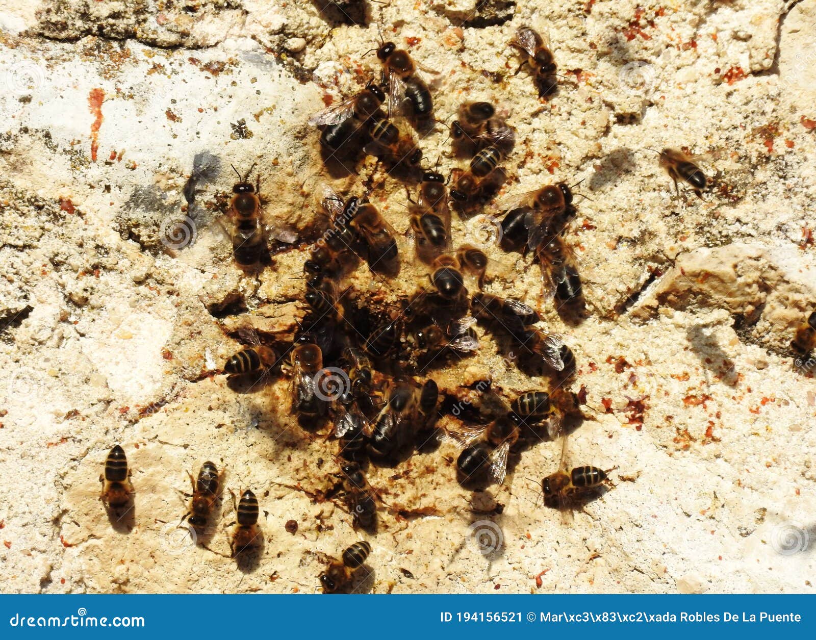 un enjambre de abejas sobre la pared