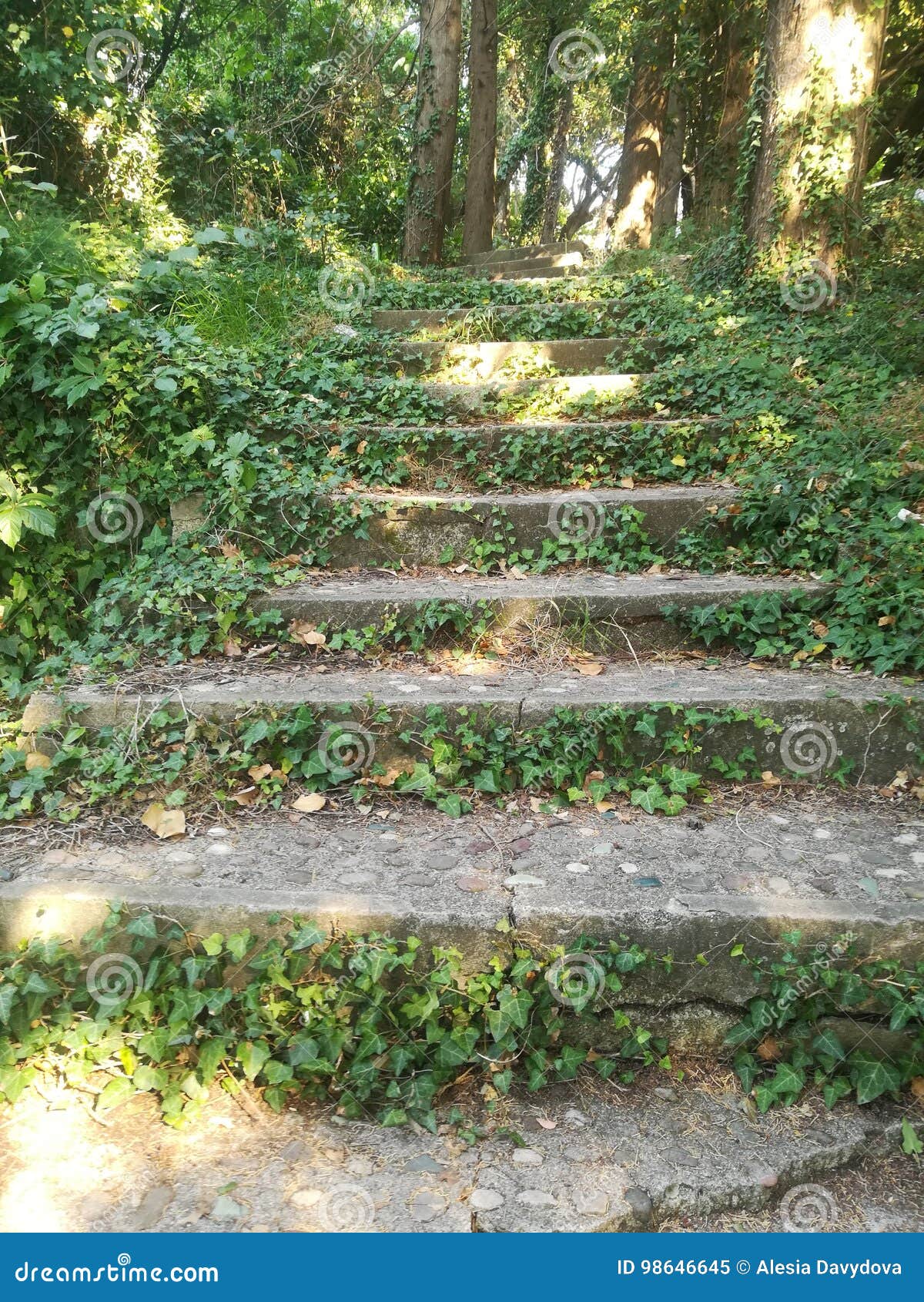 Un escalier dans la forêt entourée par une usine Été ensoleillé