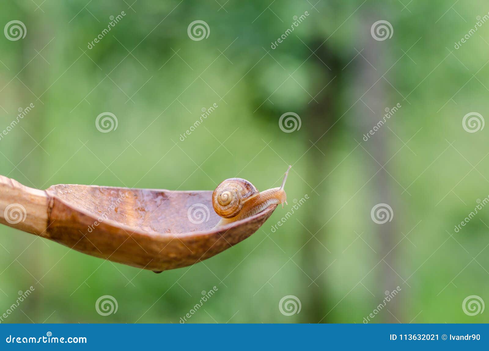Un Escargot Sous La Pluie, Escargot Dans Le Jardin Sur La Vieille ...