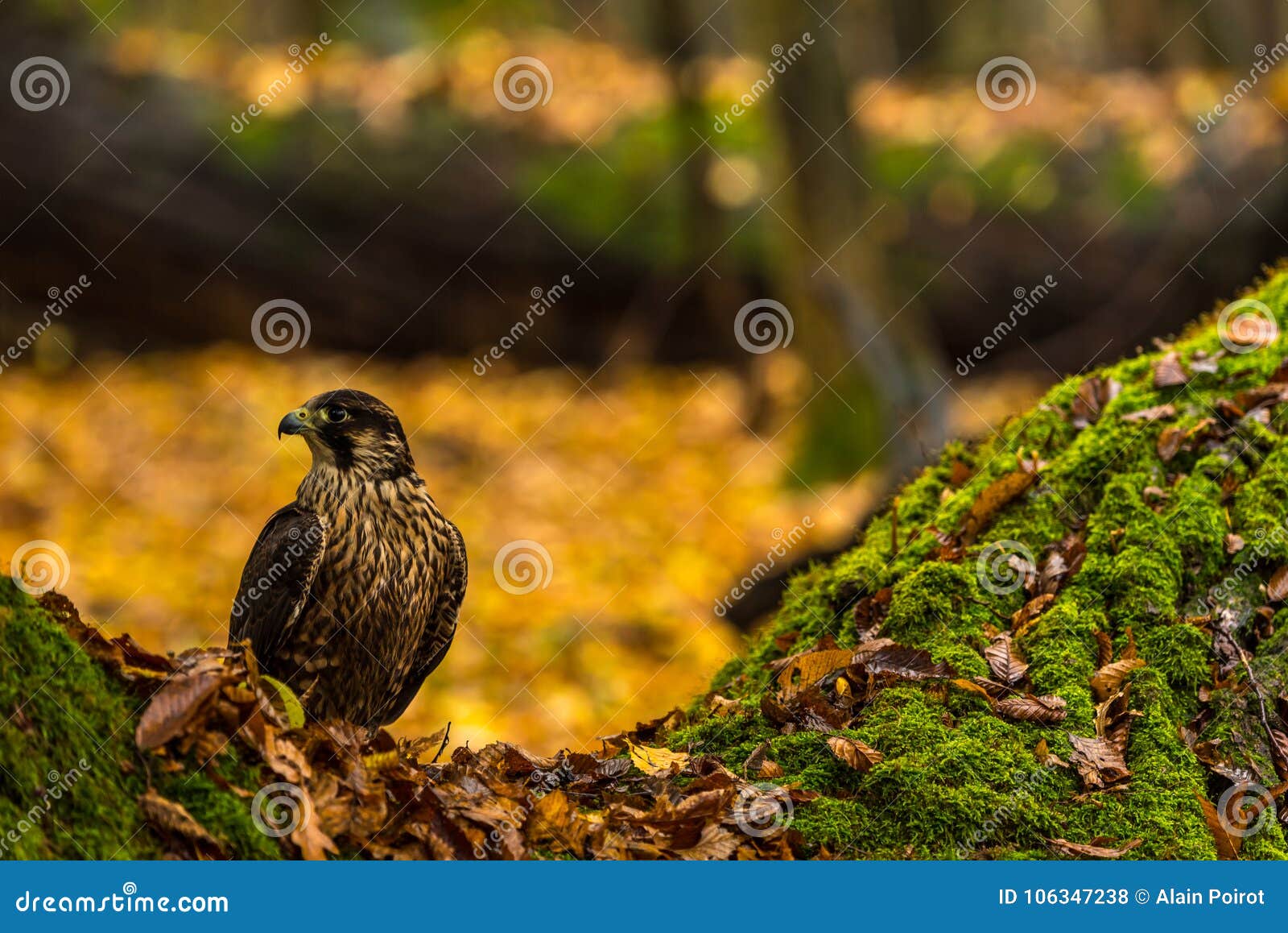 Un Falco Pellegrino Fotografia Stock Immagine Di Animale
