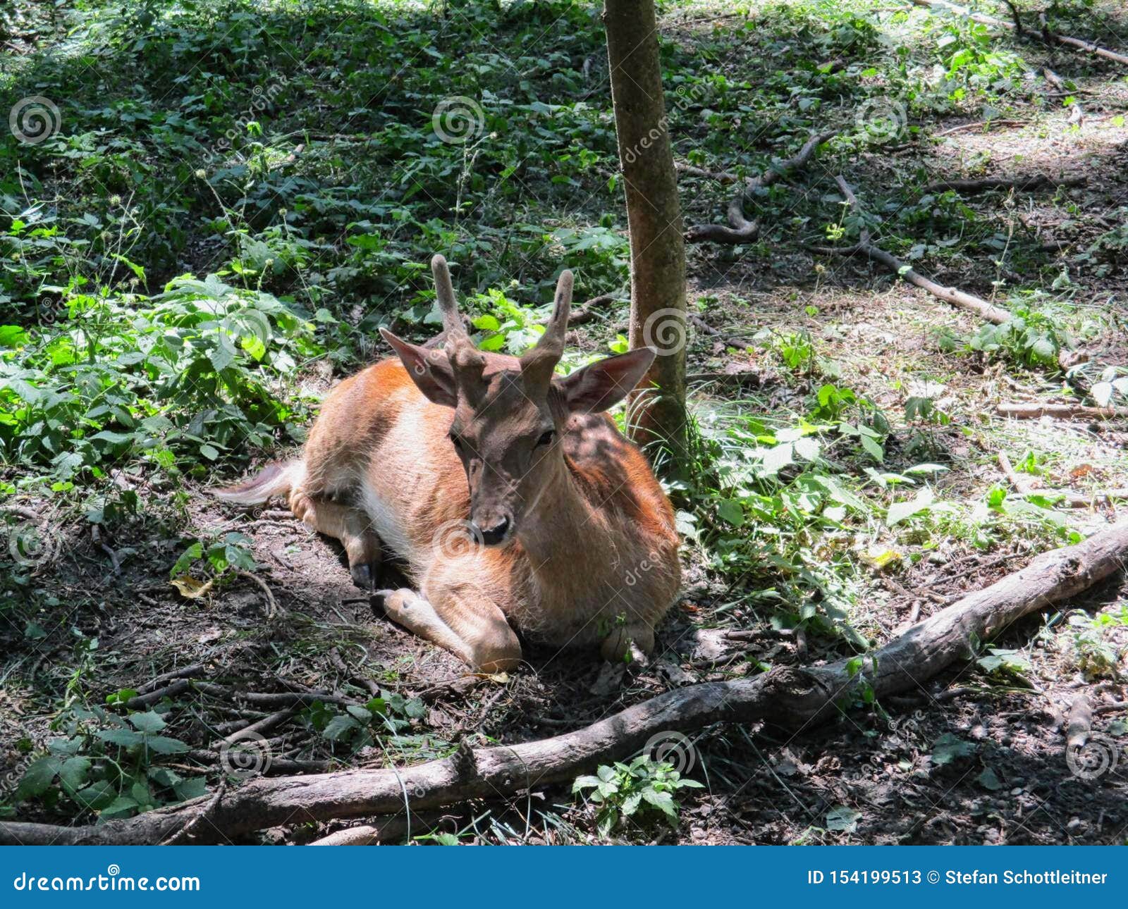 Un Faon Au Sol Image Stock Image Du Brun Bambi Animal