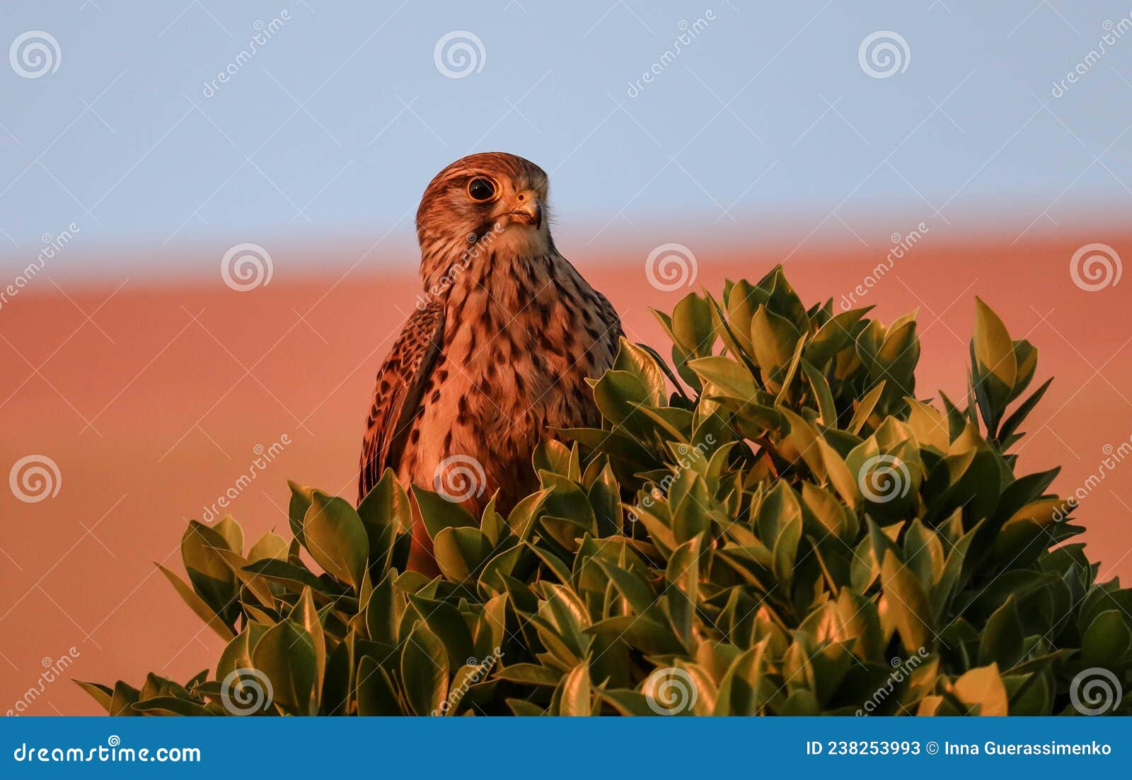 un faucon sur un arbre avec un trÃÂ¨s beau coucher de soleil