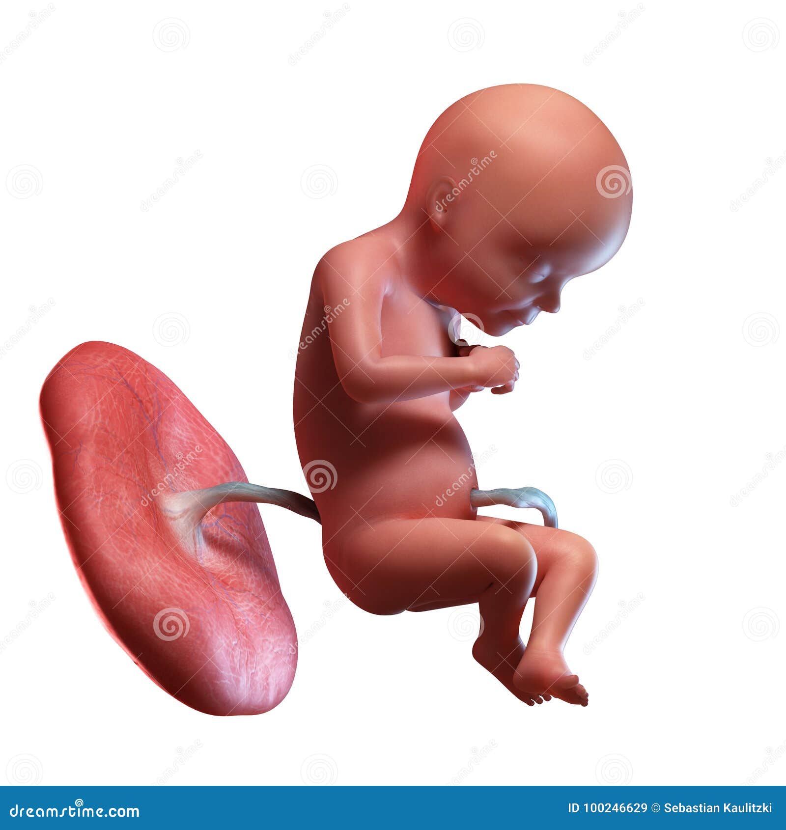 Un Feto Nella Settimana 28 Illustrazione Di Stock Illustrazione Di Nascita