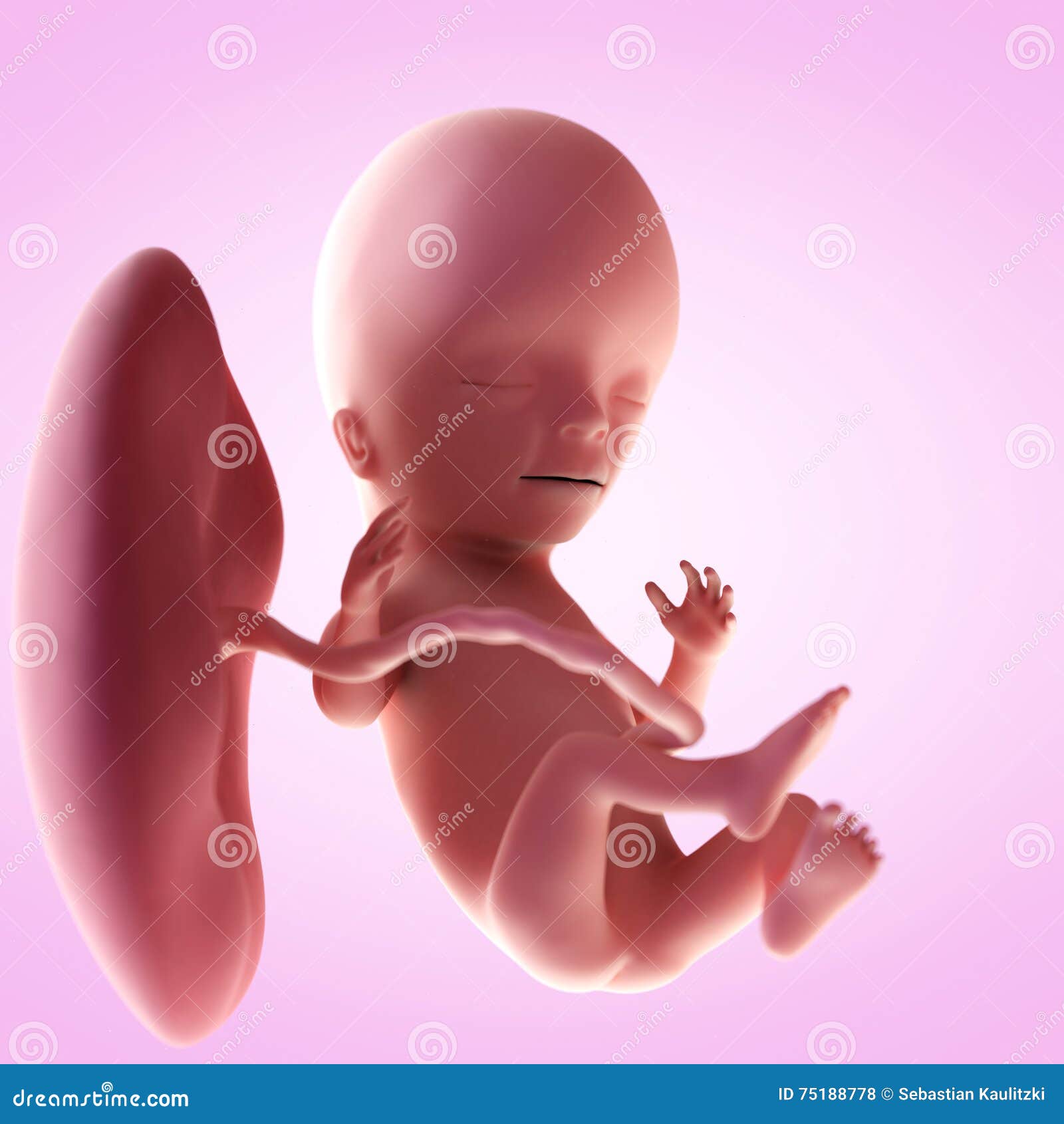 Un Feto Nella Settimana 15 Illustrazione Di Stock Illustrazione Di Settimana