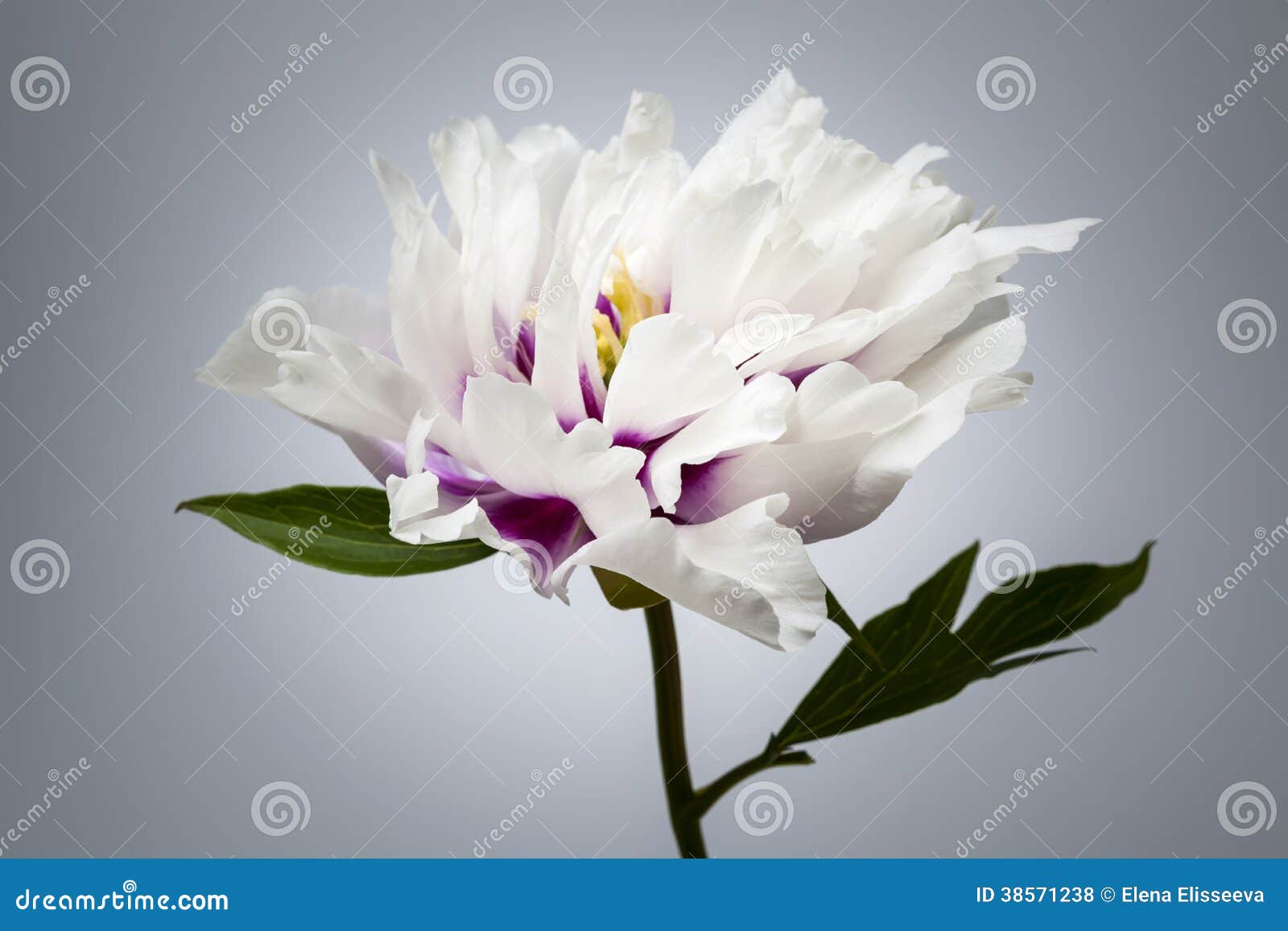 Adesivi Murali Fiori Di Peonia - Decorazione Removibile Per Pareti, Frigoriferi, Porte - Foto 4