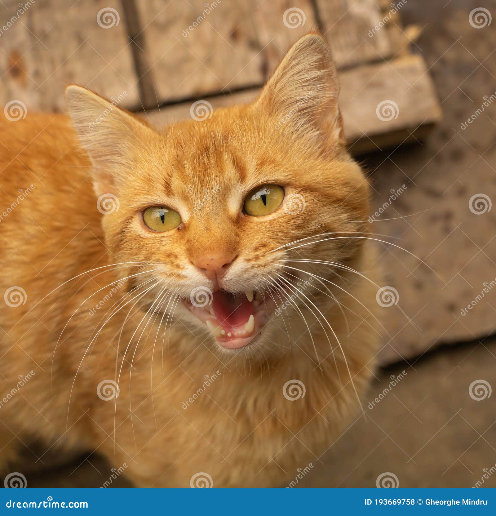 Un Gato Gracioso Que Se Maullaba. Gato Marrón Muy Hermoso Foto de archivo - Imagen de cubo, mirando: