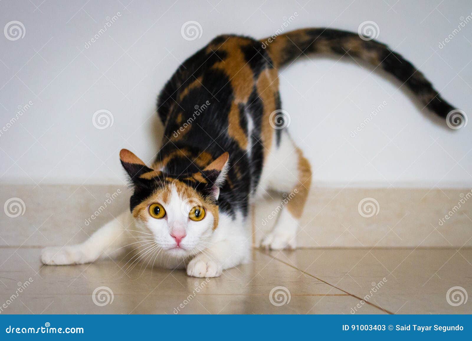 Un gato listo para atacar imagen de archivo. Imagen de defensivo - 91003403, image size:1600x1157