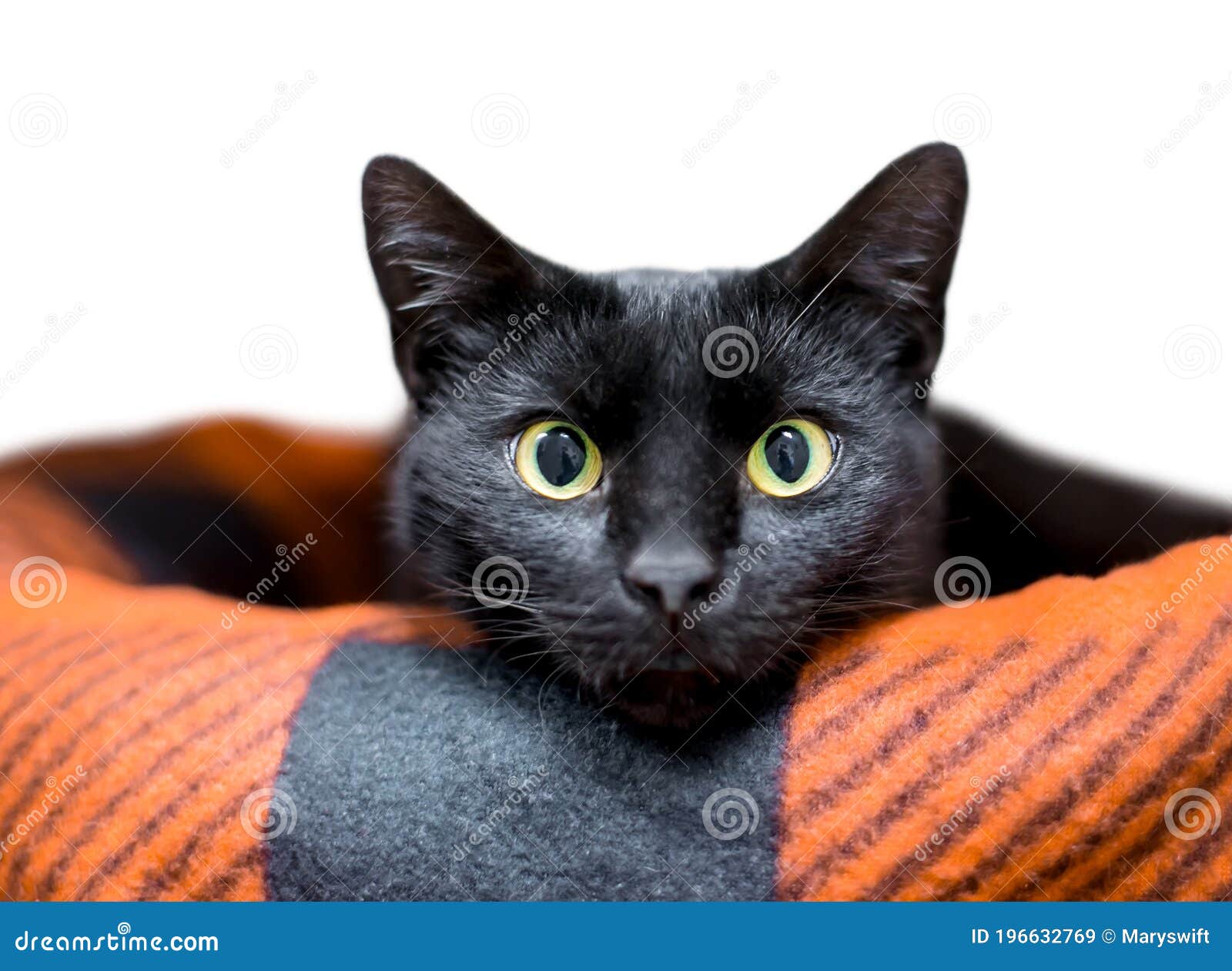Odio Específico Asesor Un Gato Negro De Pelo Corto Envuelto En Una Cama De Mascota Imagen de  archivo - Imagen de mirada, negro: 196632769